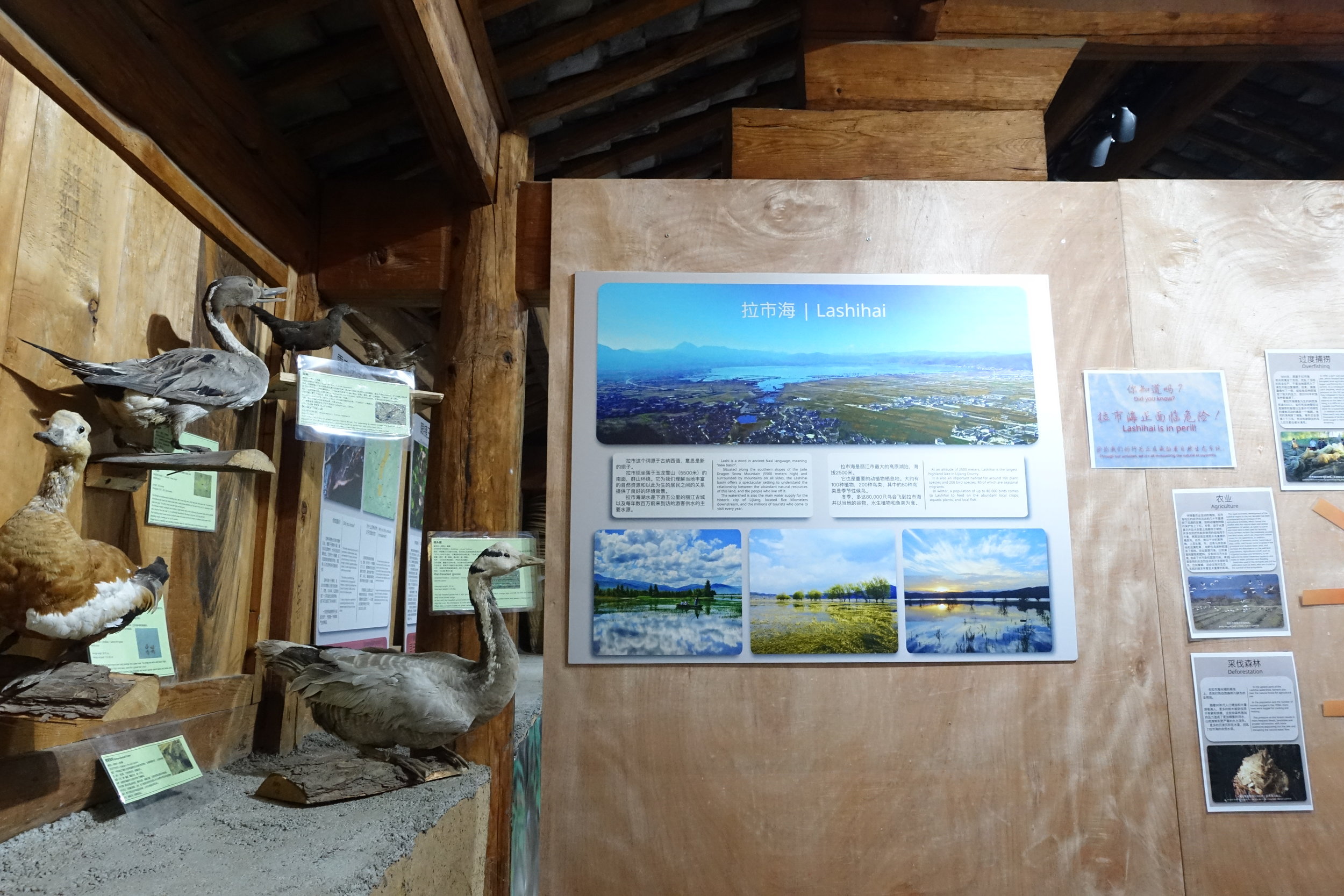 Upon entering the exhibition, visitors see birds from the nearby Lashi lake, and hear their recorded songs