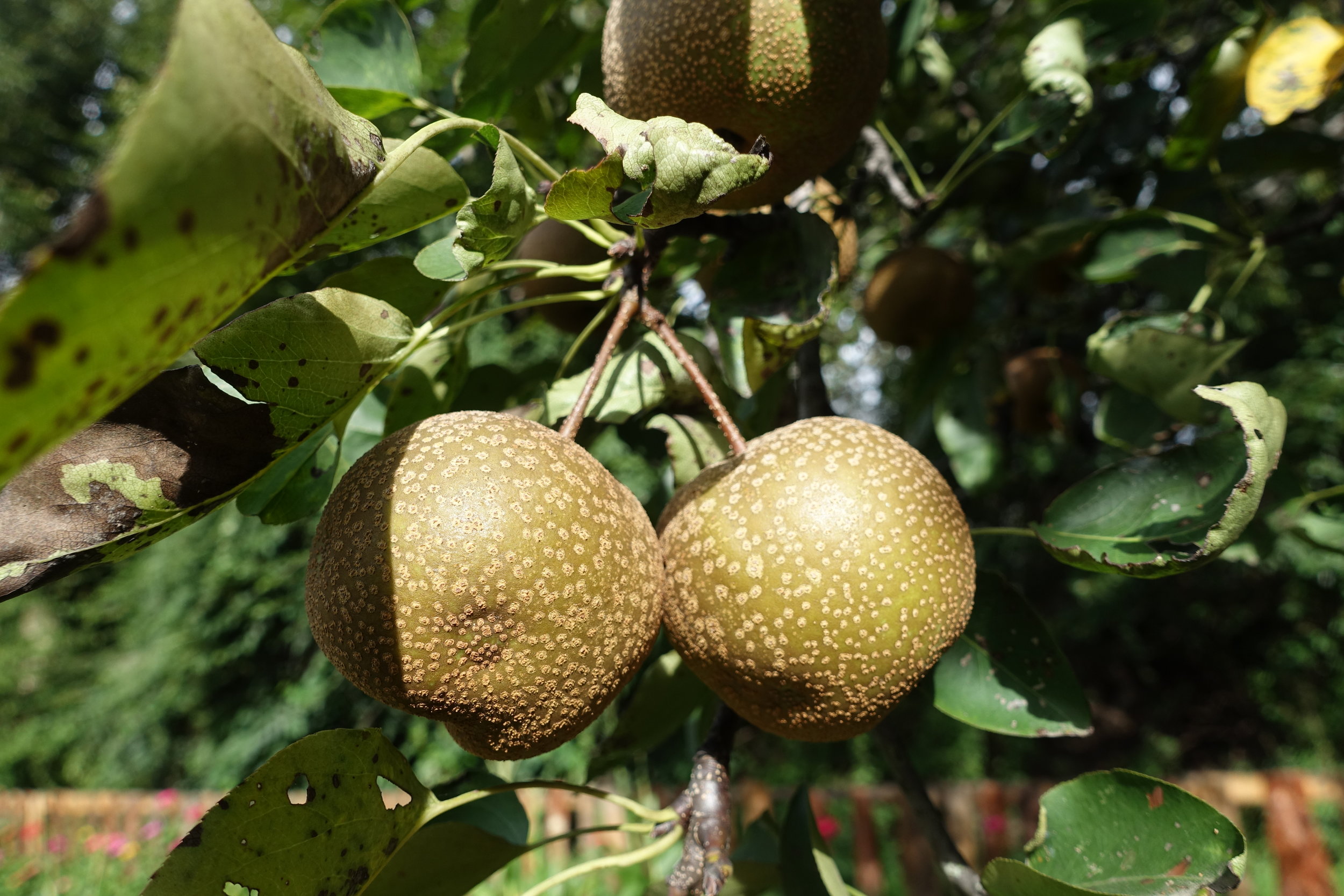 Chinese pears growing in the garden