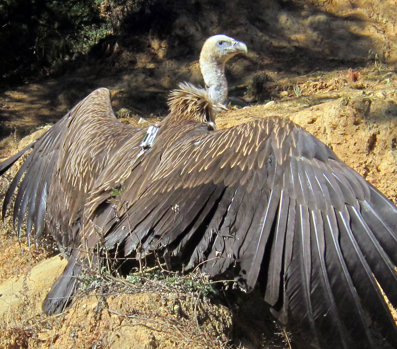 Himalayan griffon vulture carrying a telemetry backpack. Picture courtesy of Ugyen Tenzin & Max Planck Institute for Ornithology.
