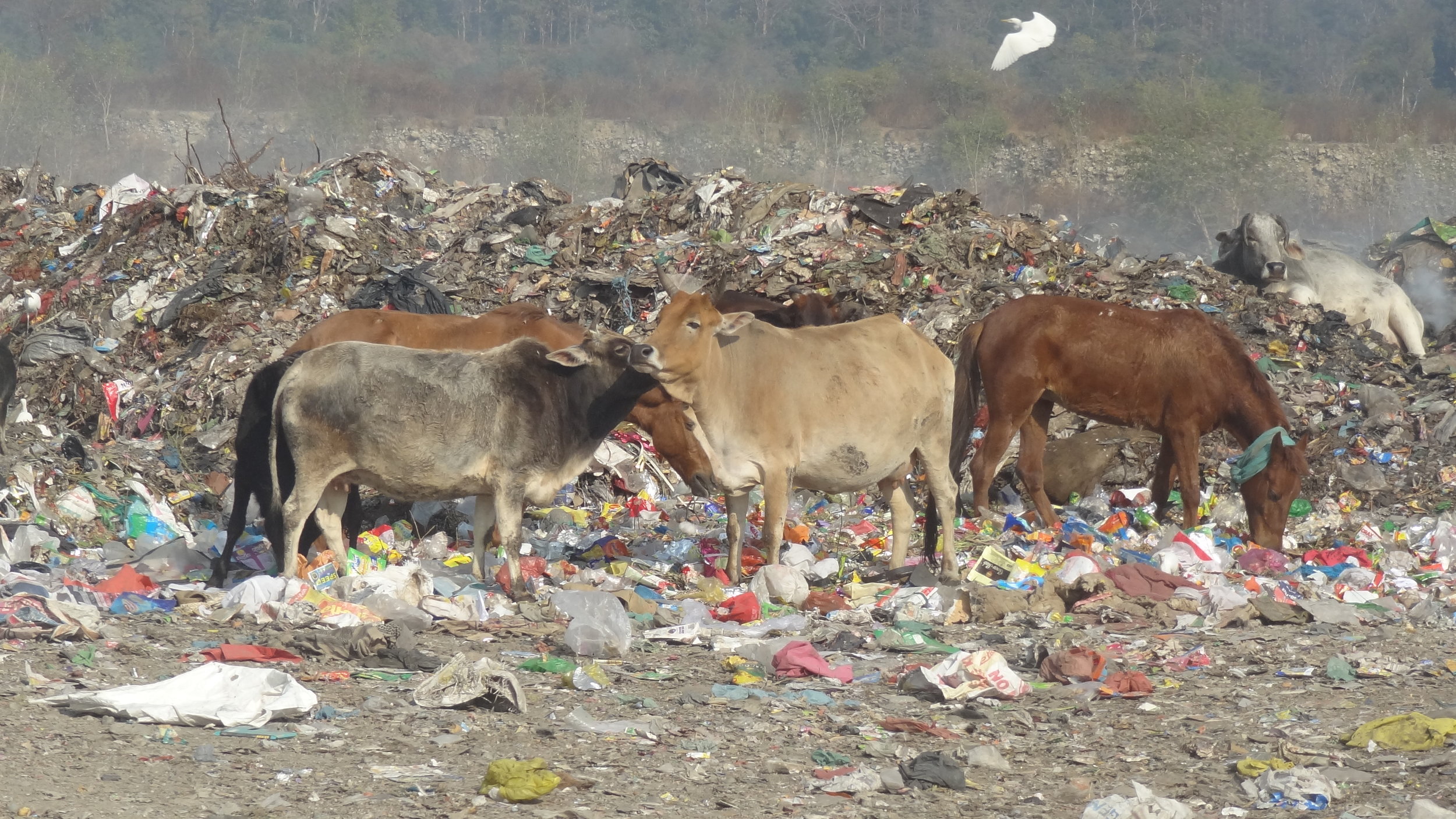 Cows feeding among (and on) plastic in a rural area of Uttarakhand.