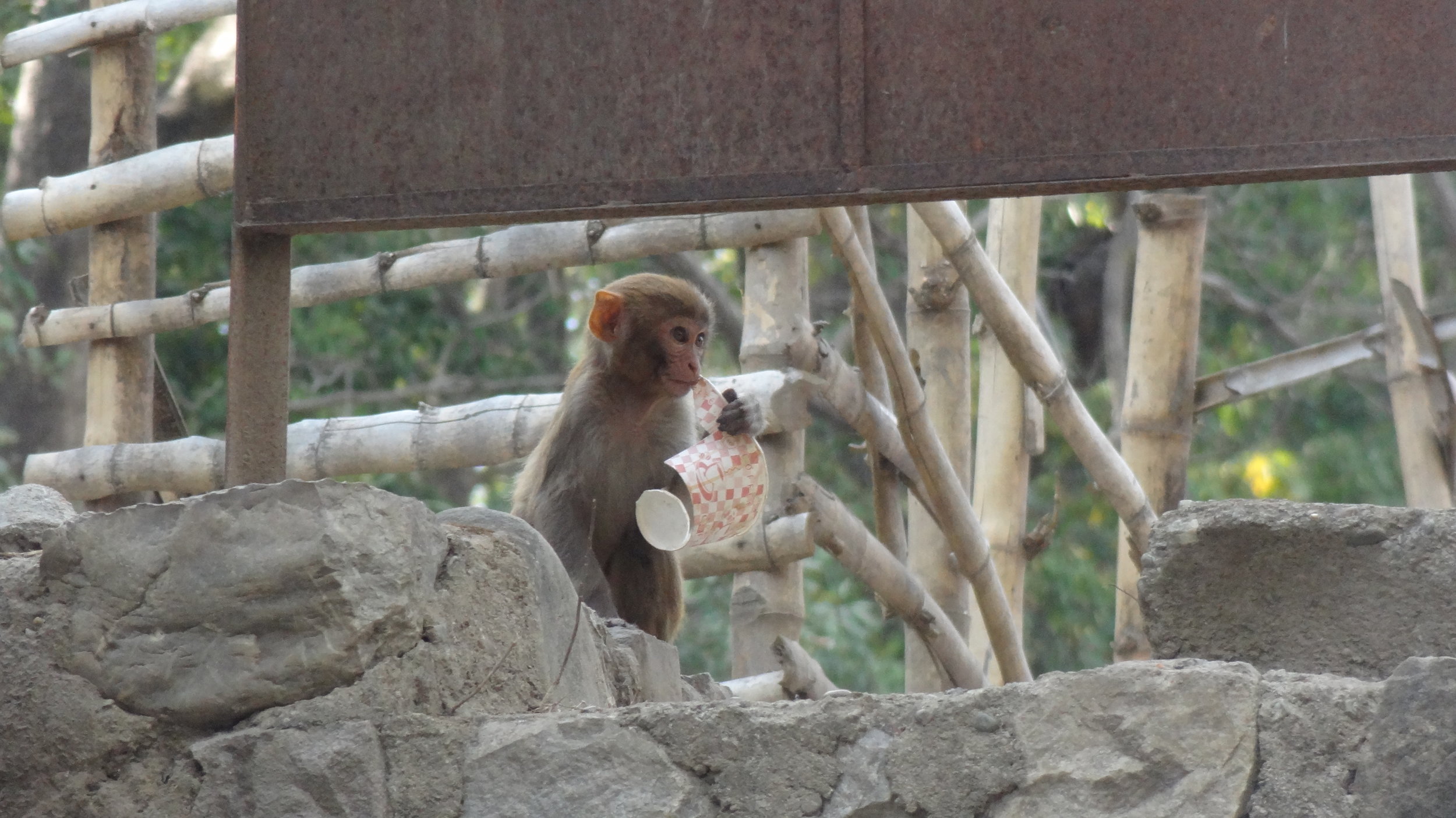 A young macaque playing with a styrofoam cup.
