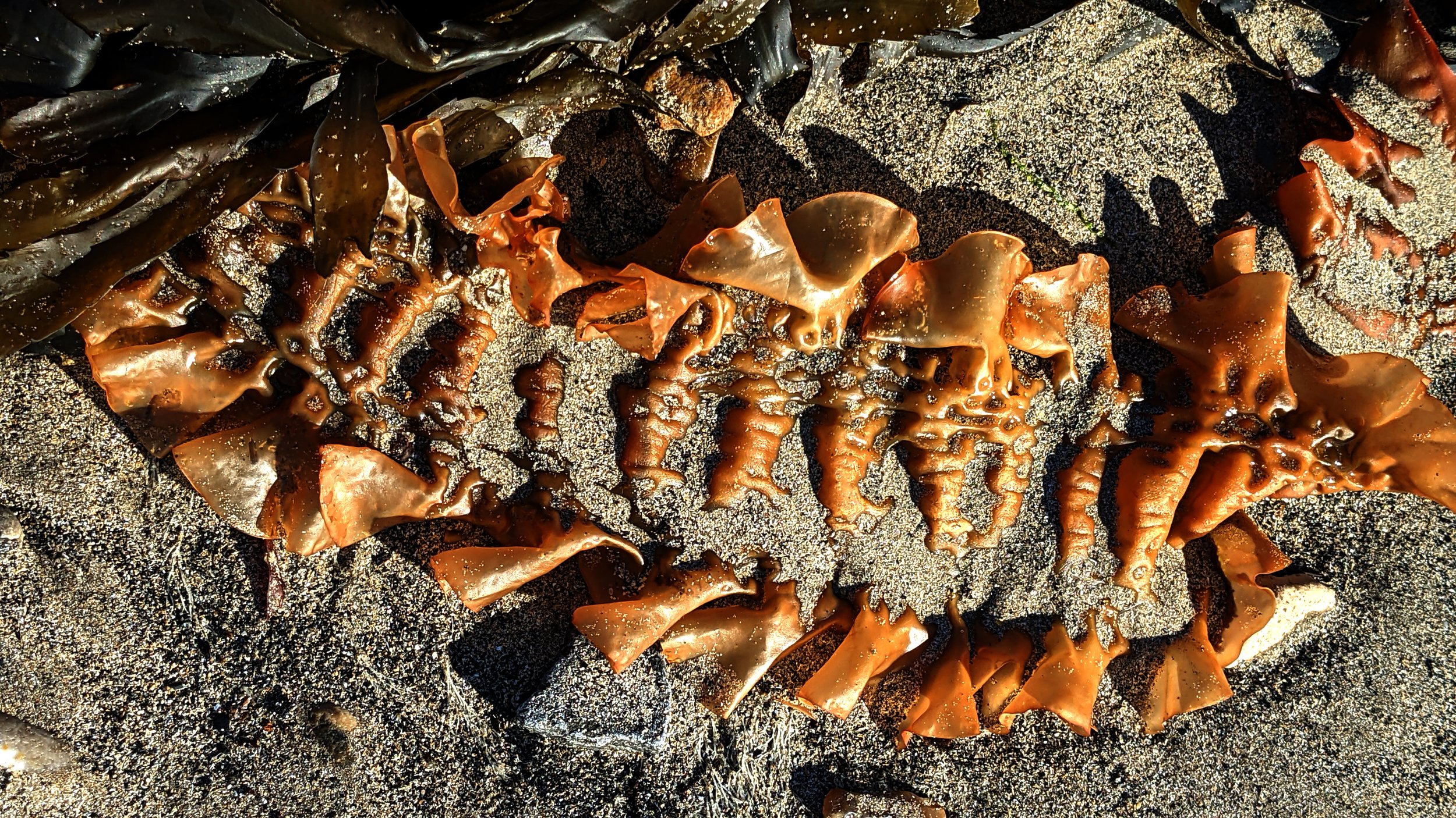 seaweed06.jpg