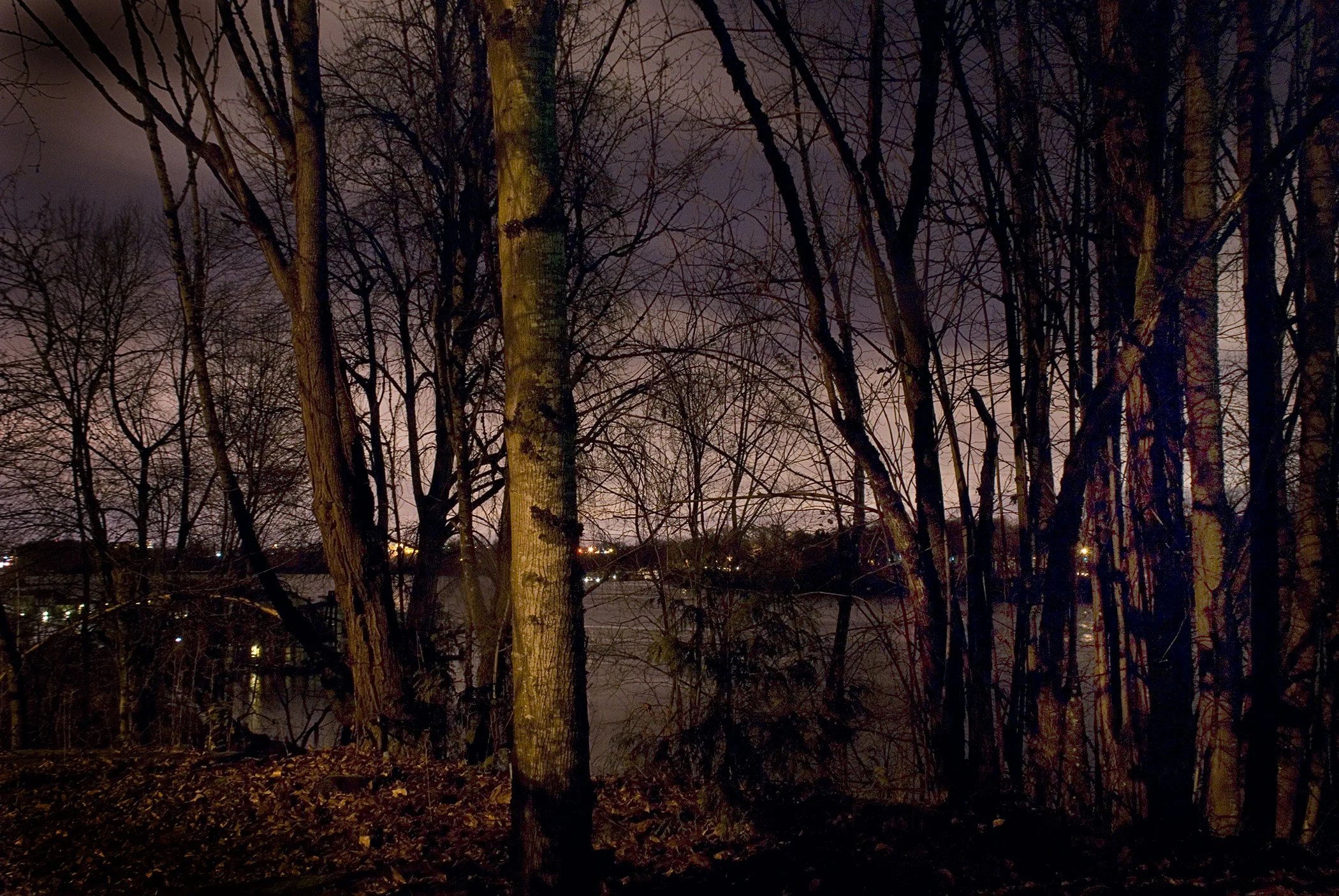 Tree-Riverbank-Ver1.jpg