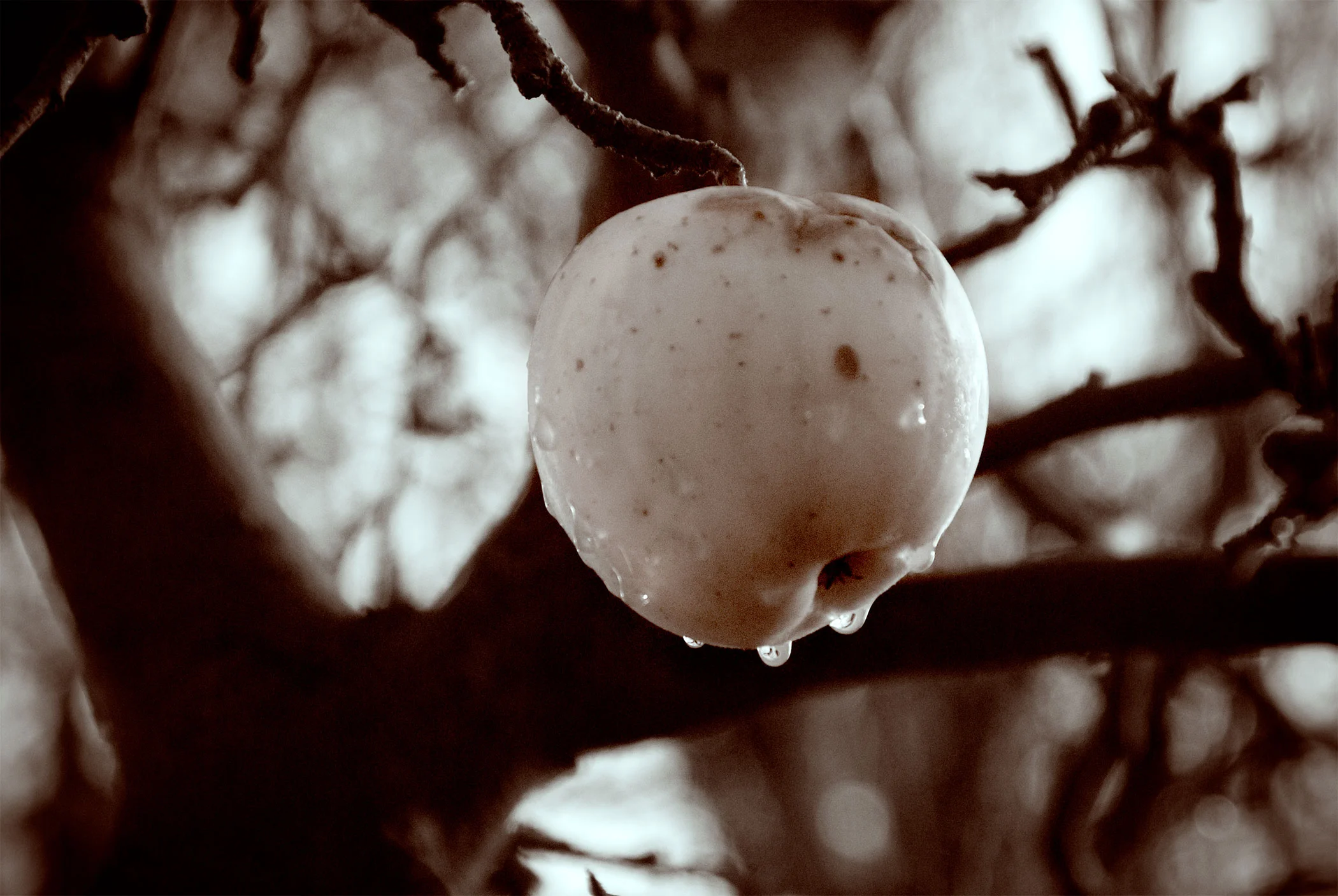 LastApple1.jpg