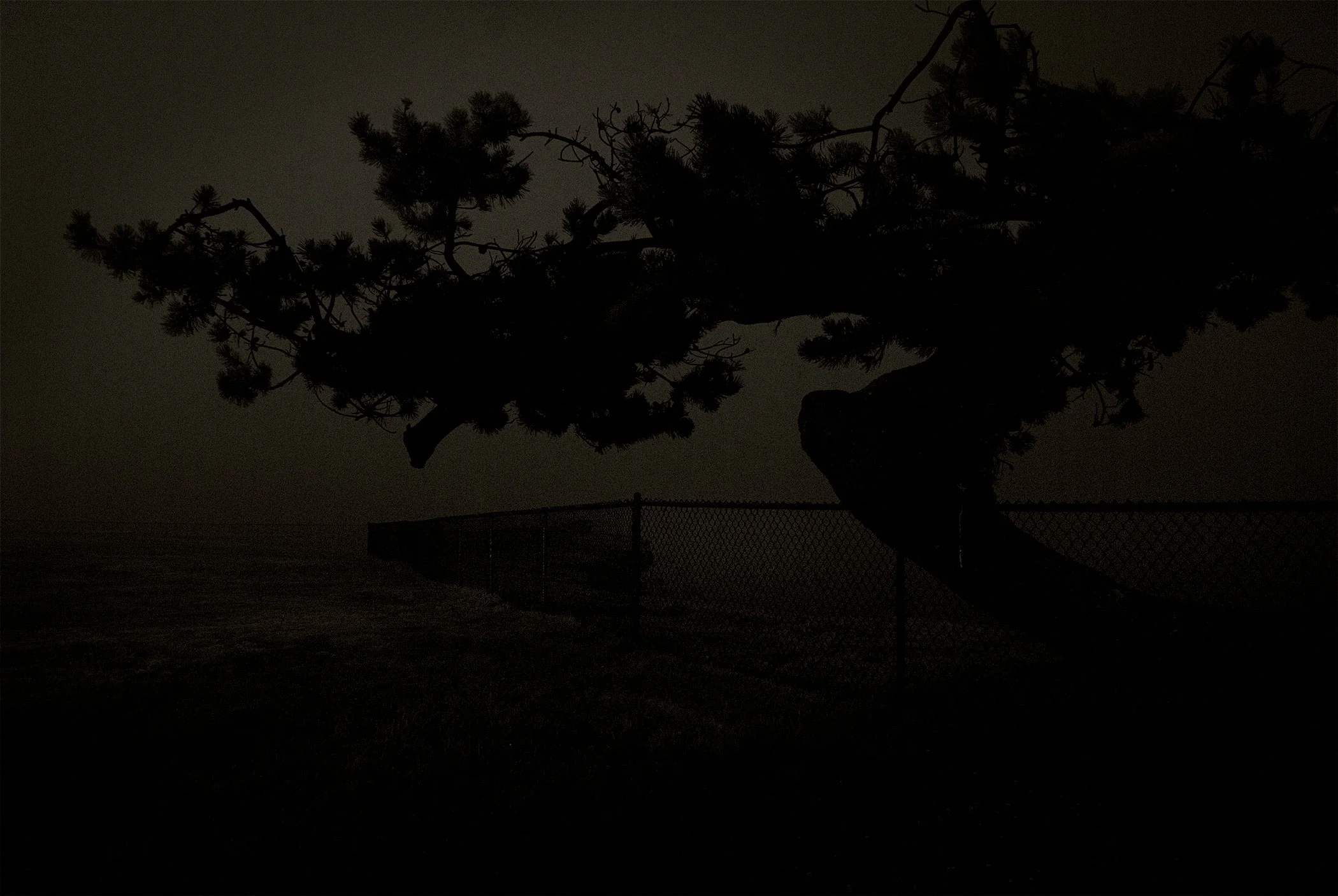 Tree@TheEdgeoftheContinent.jpg