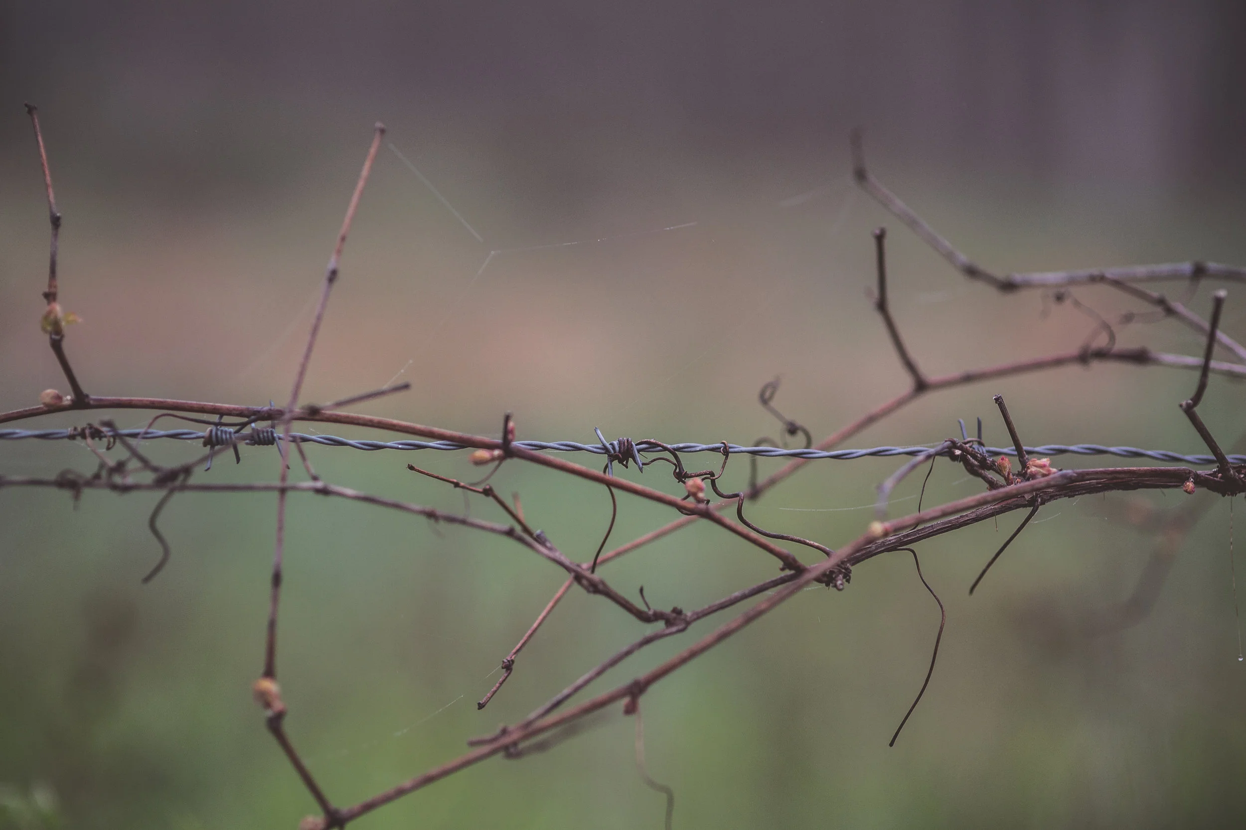 Barbed_wire.jpg