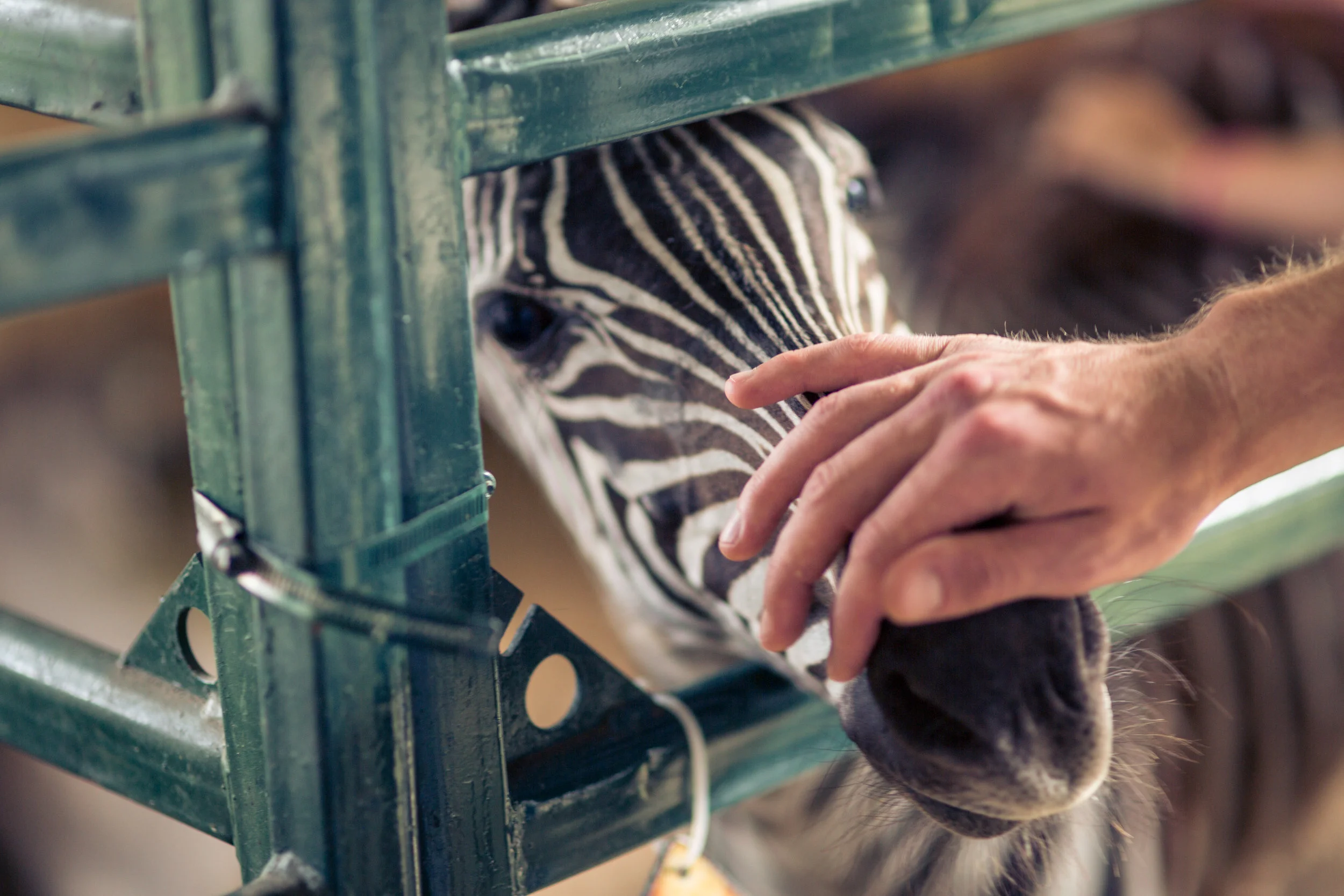 Baby_Zebra.jpg