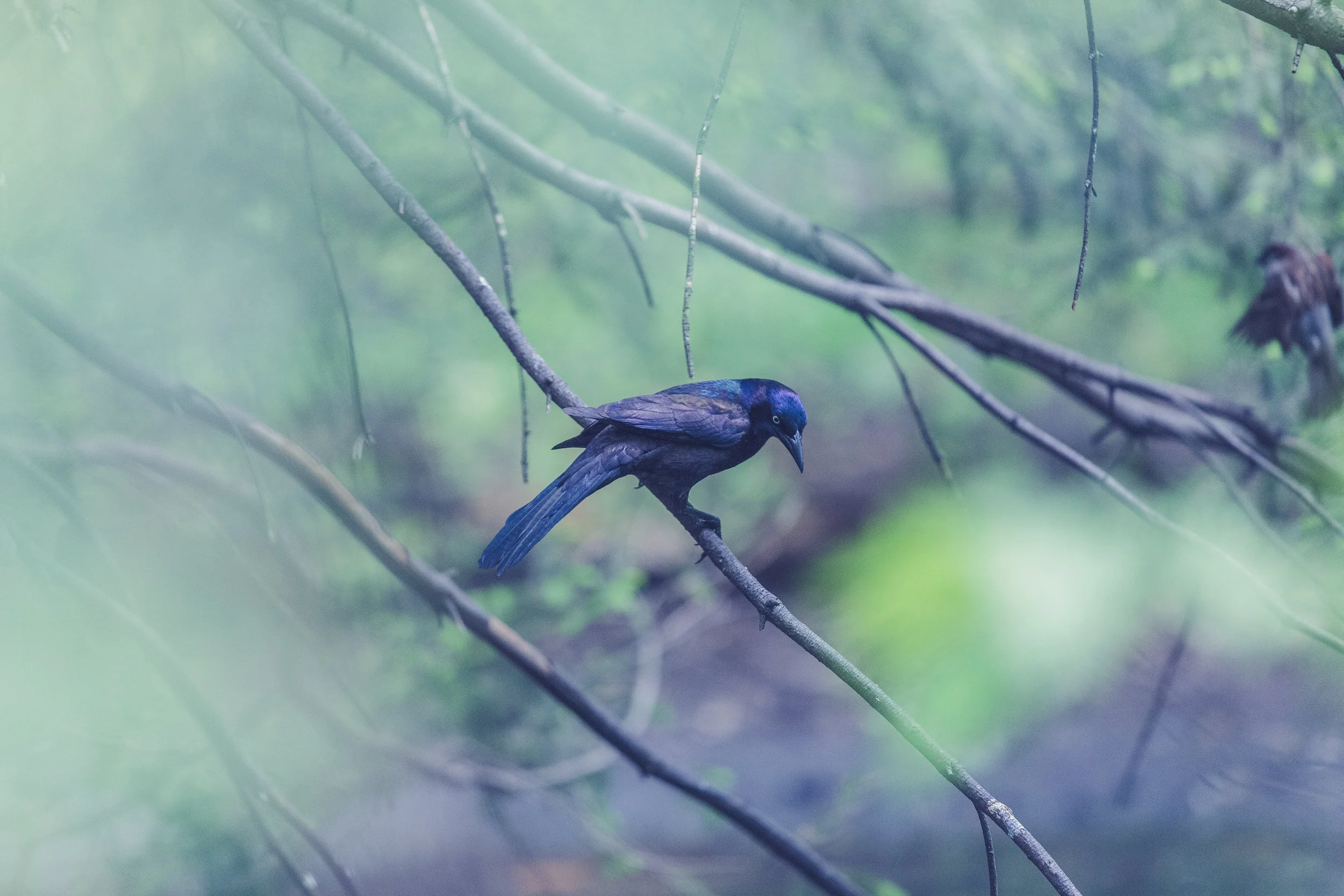 Blue_Bird.jpg