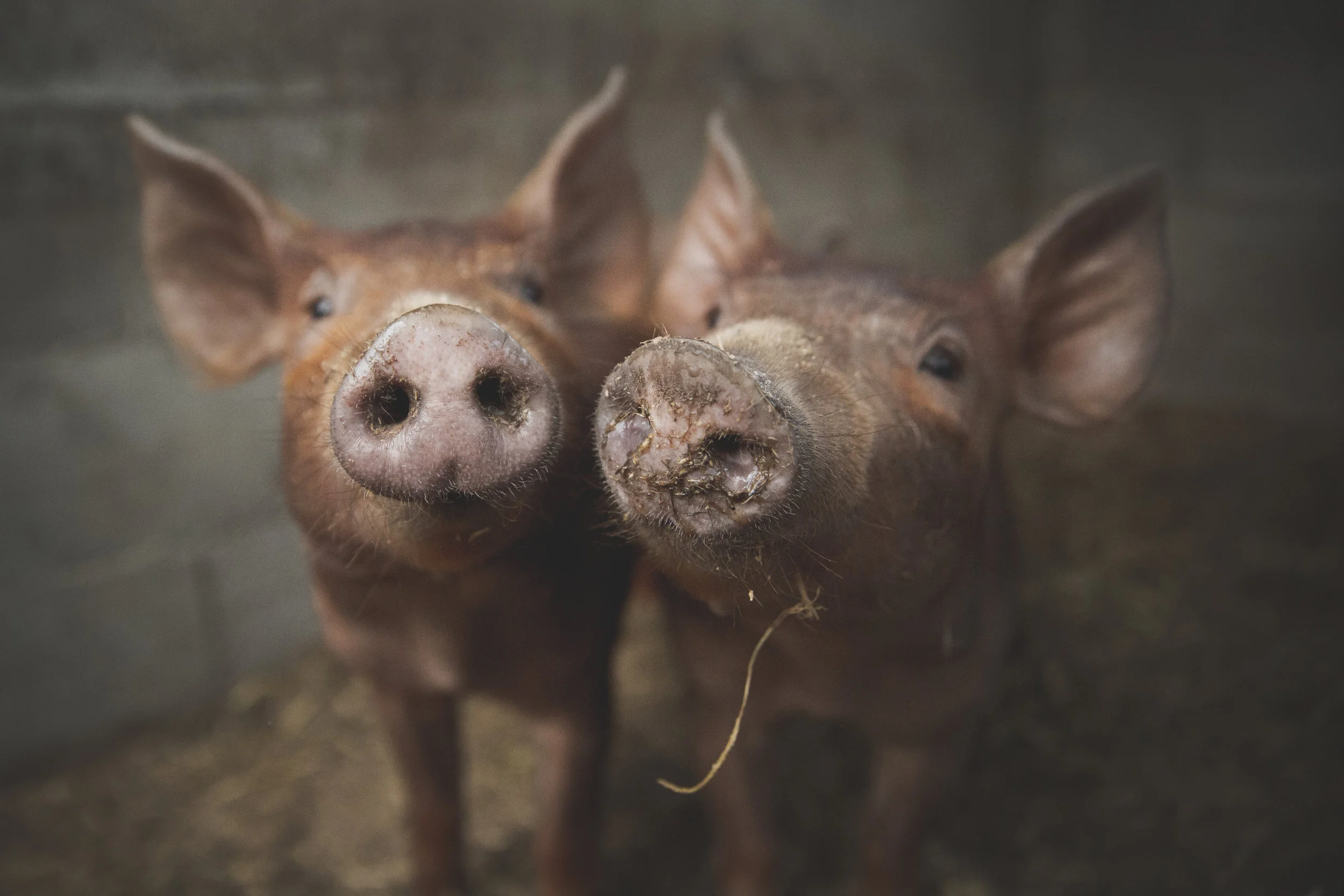 Piglets_Desat.jpg