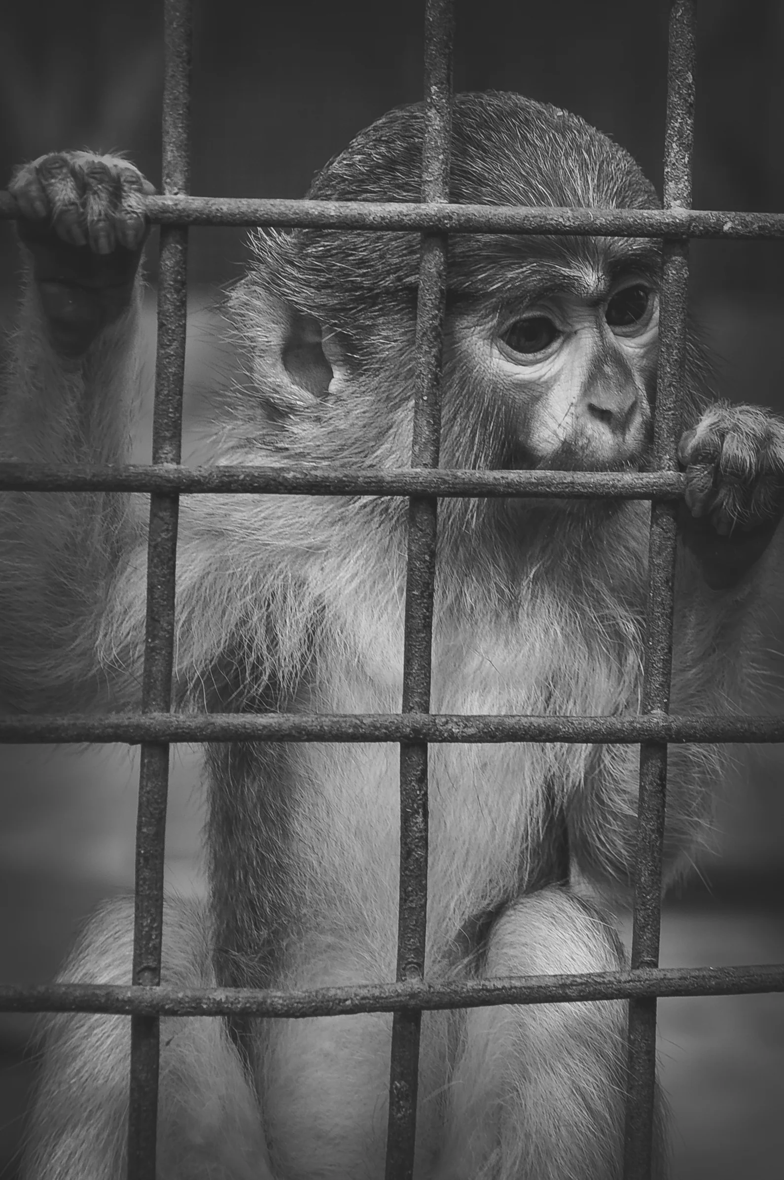 Prisoner_monkey_.jpg