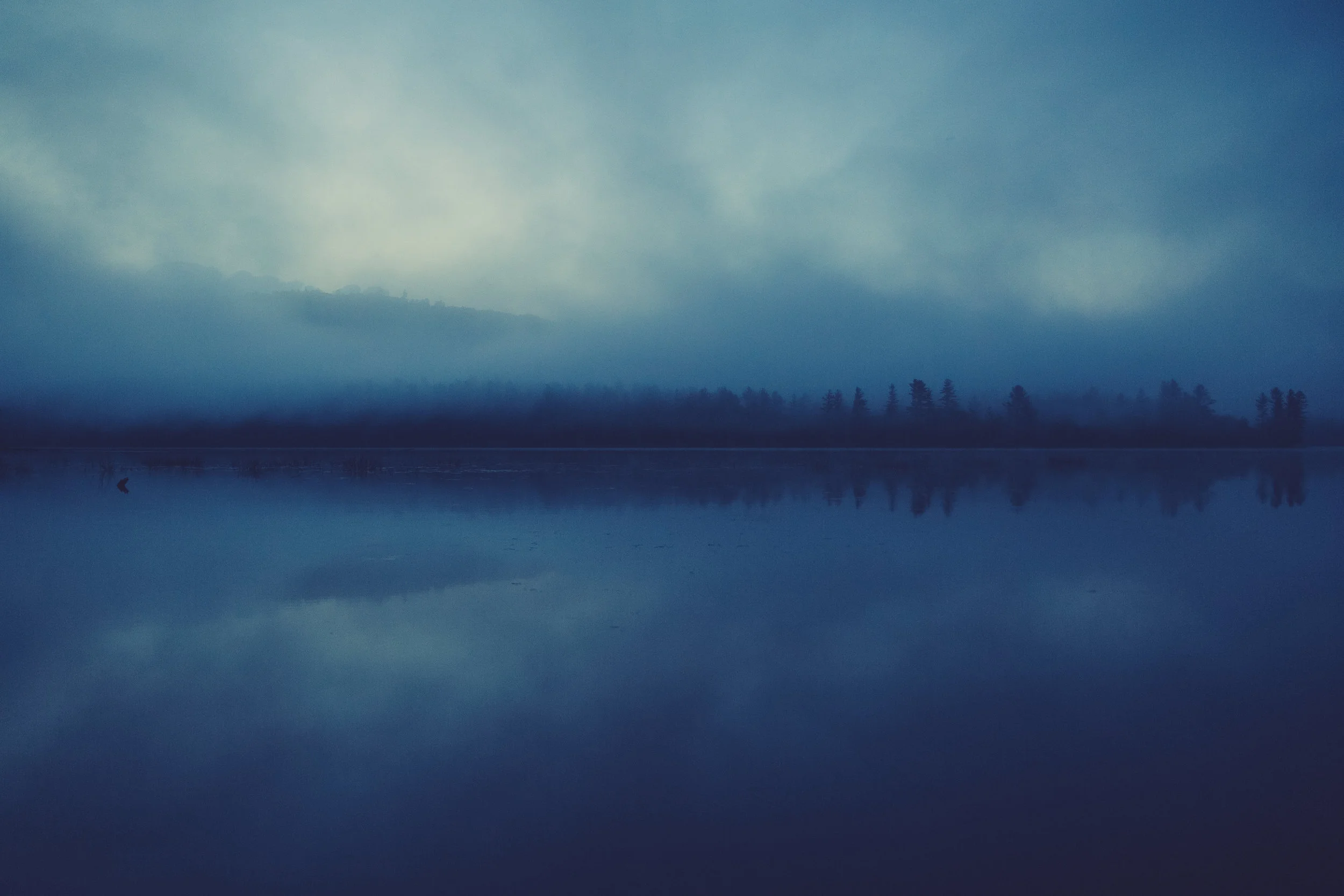 Trees_ in_ fog.jpg