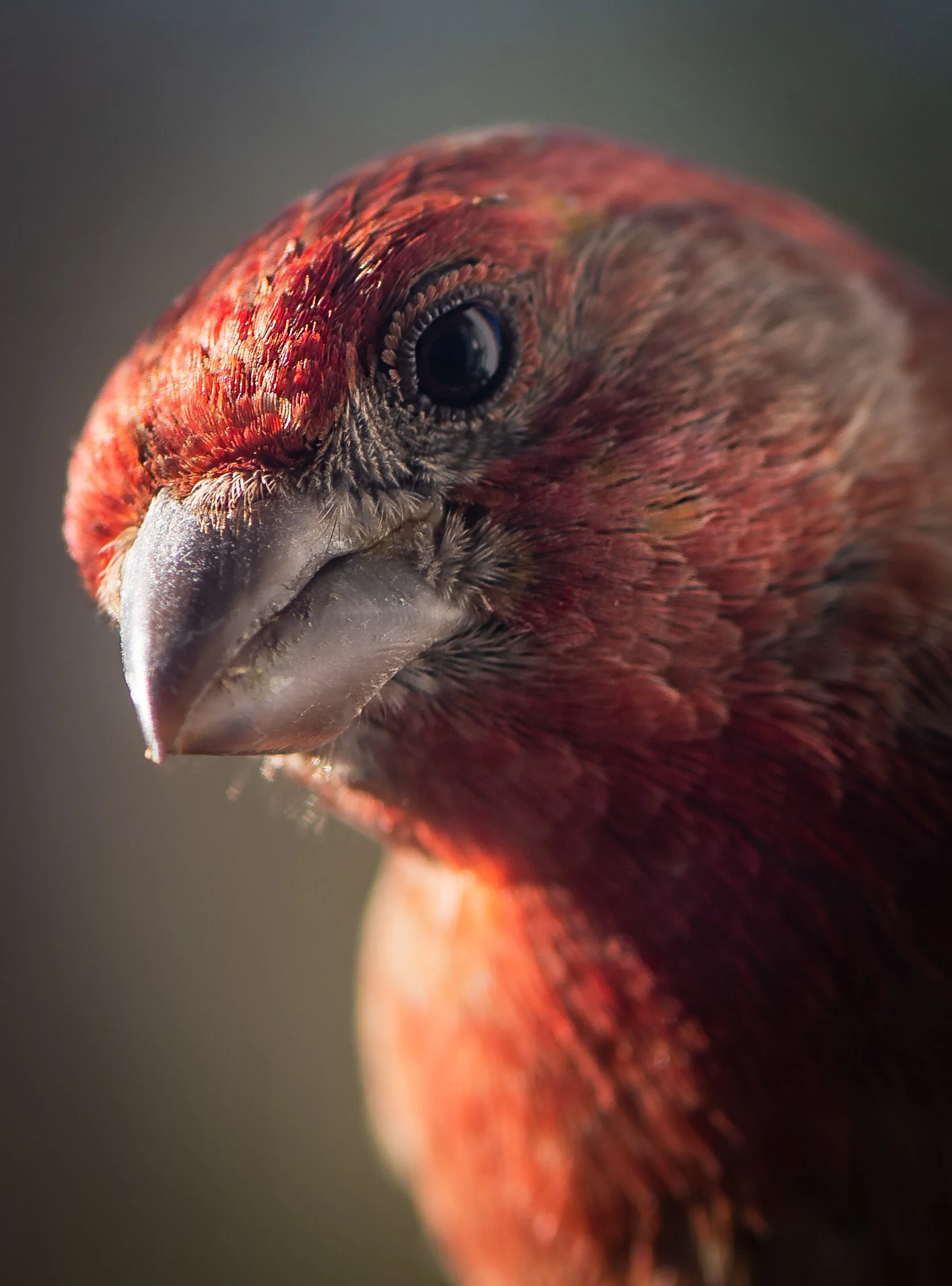 House Finch_.jpg