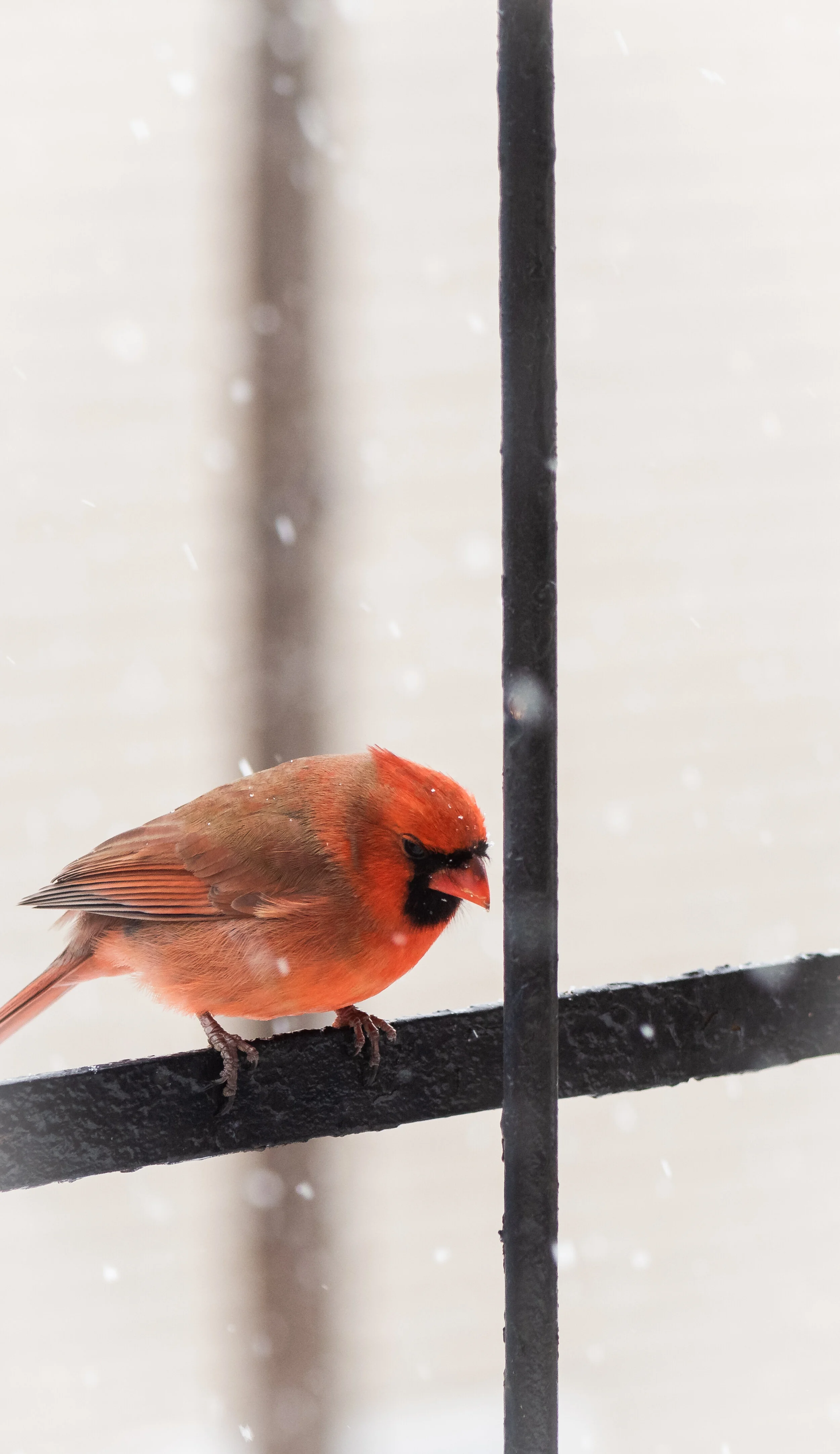 Northern Cardinal-1-5.jpg