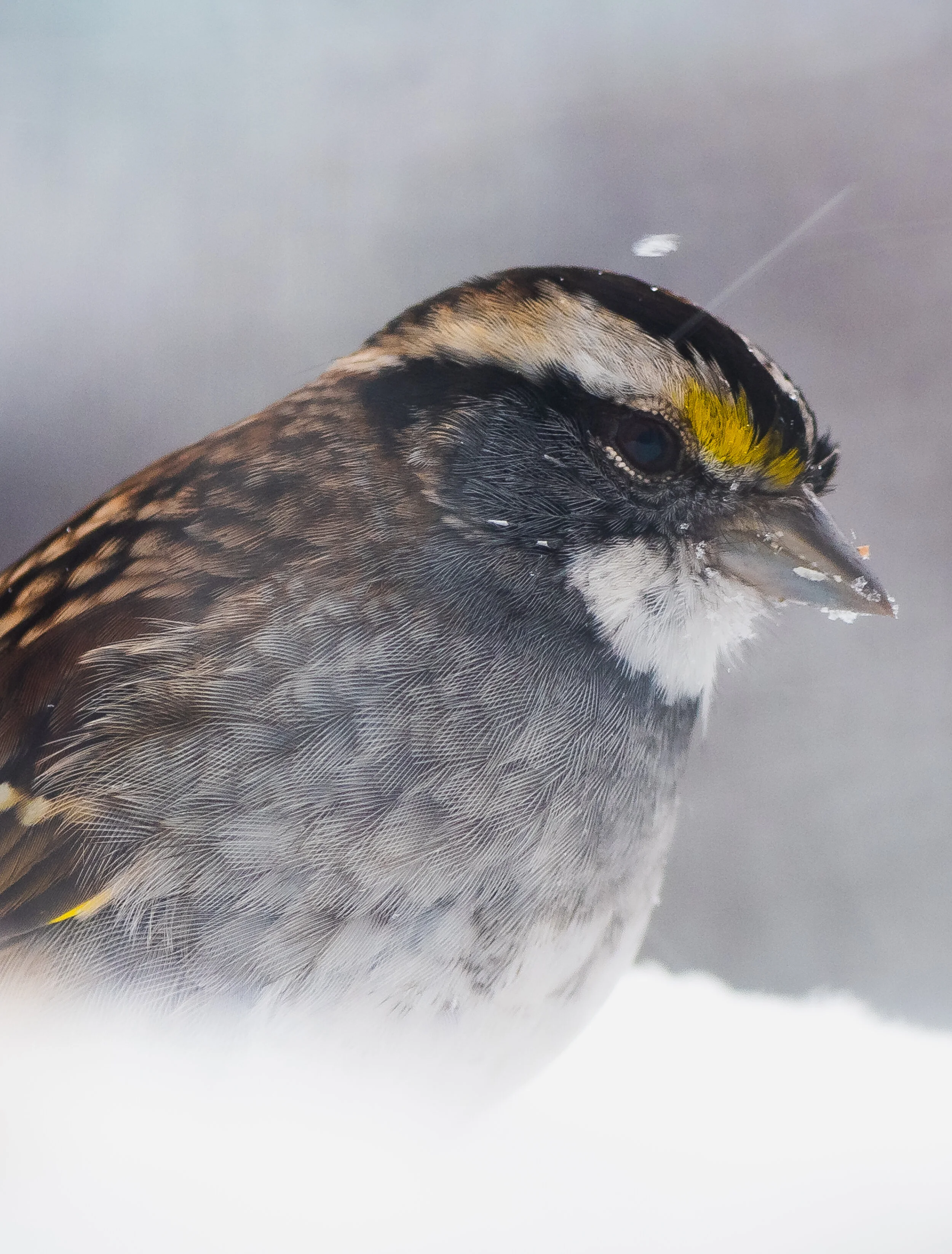 White Throated Sparrow-1.jpg