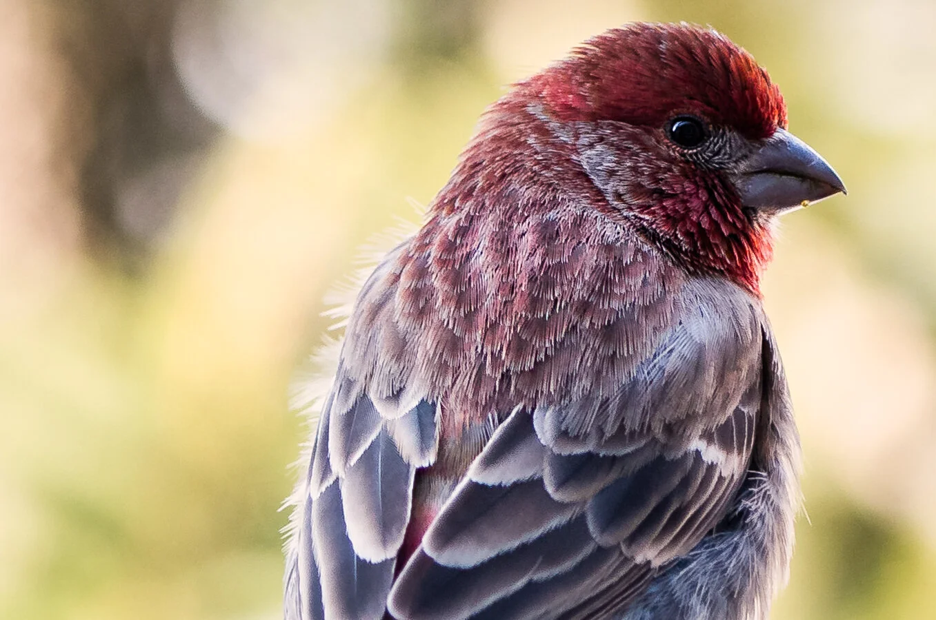 Purple Finch PS.jpg