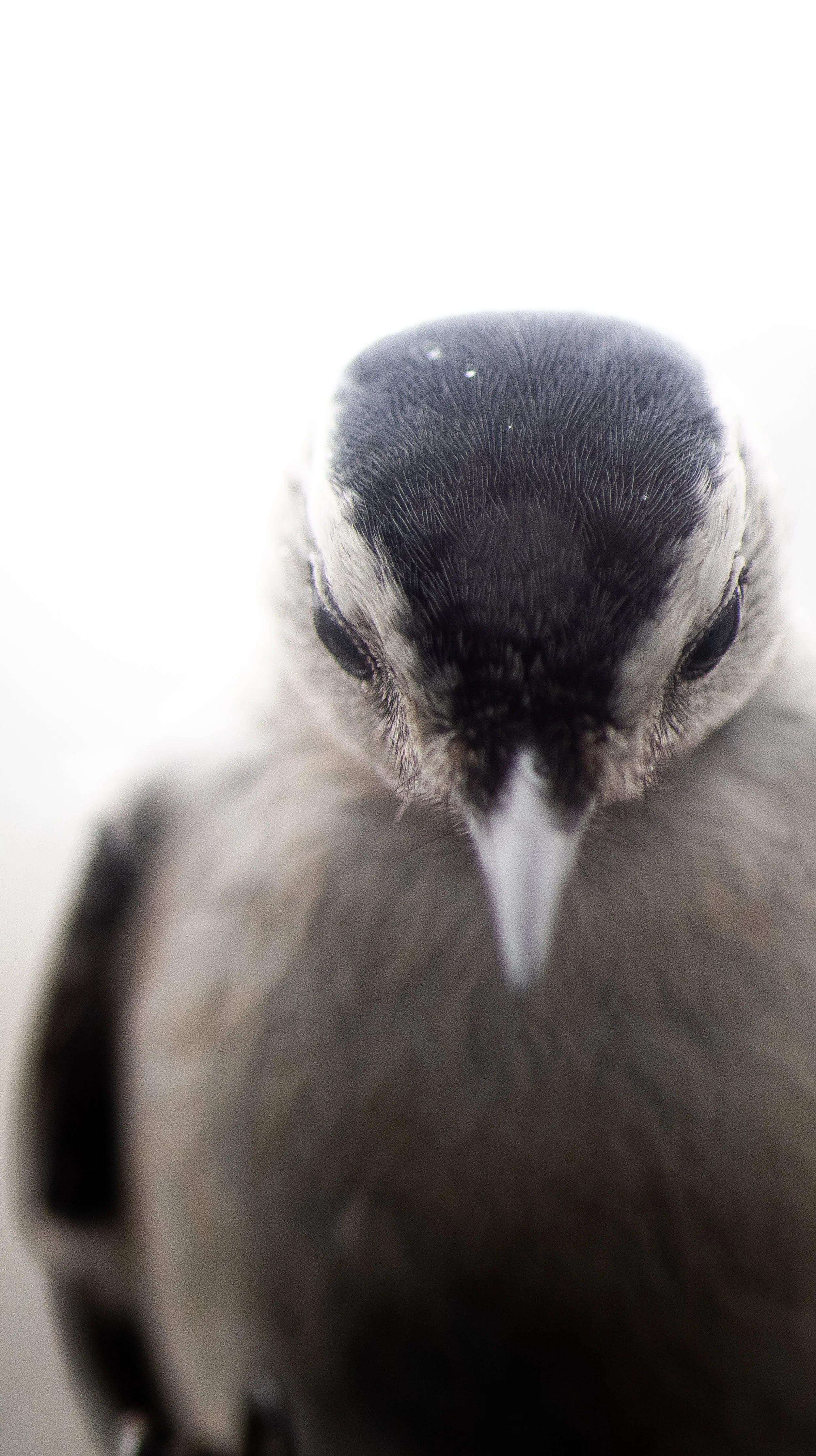 White Breasted Nuthatch3.jpg