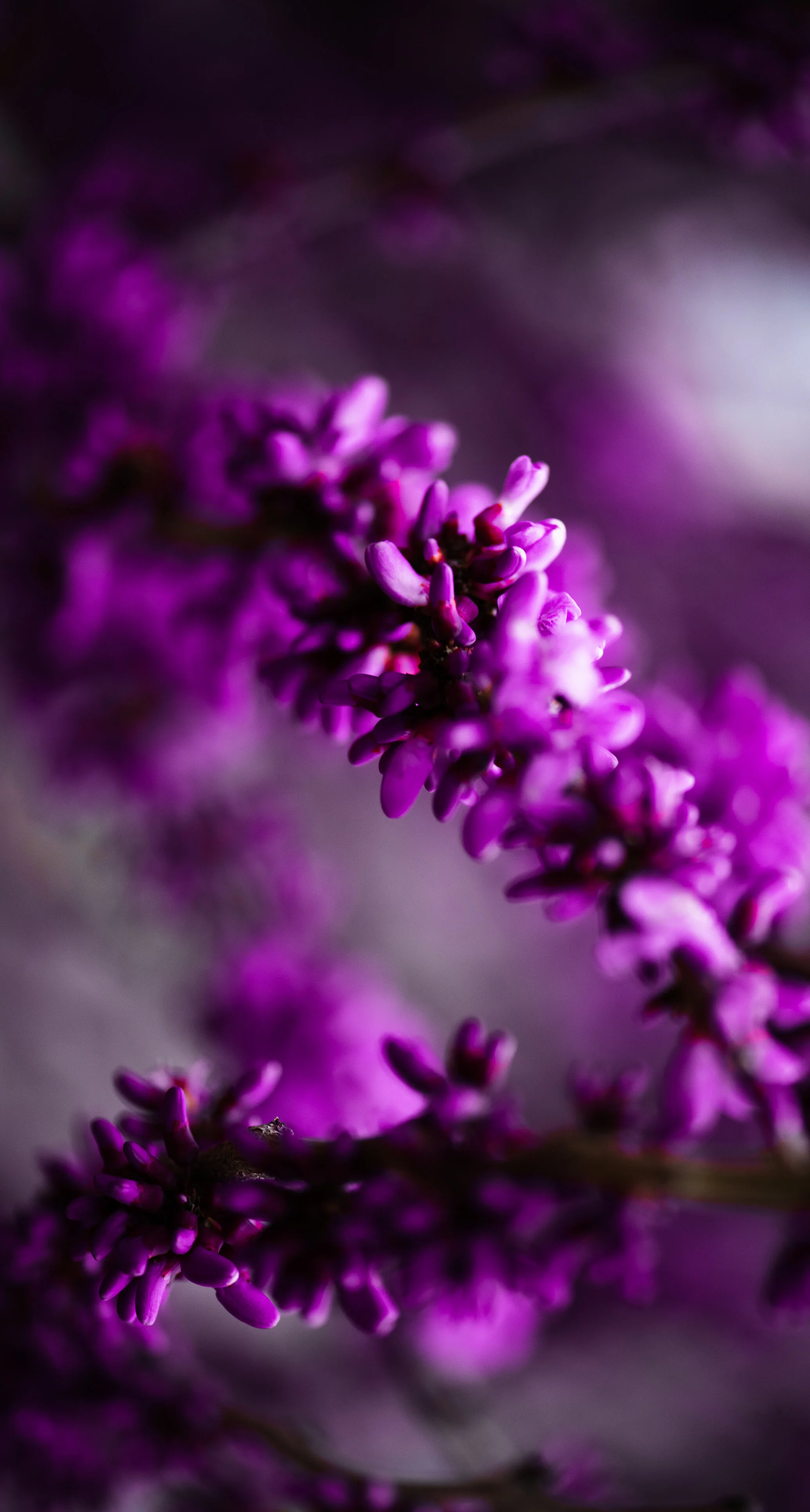 Flowers-1-3.jpg