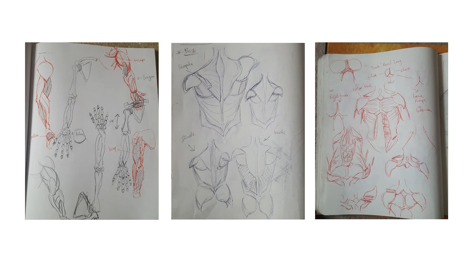 anatomy studies 2 May 2018.jpg