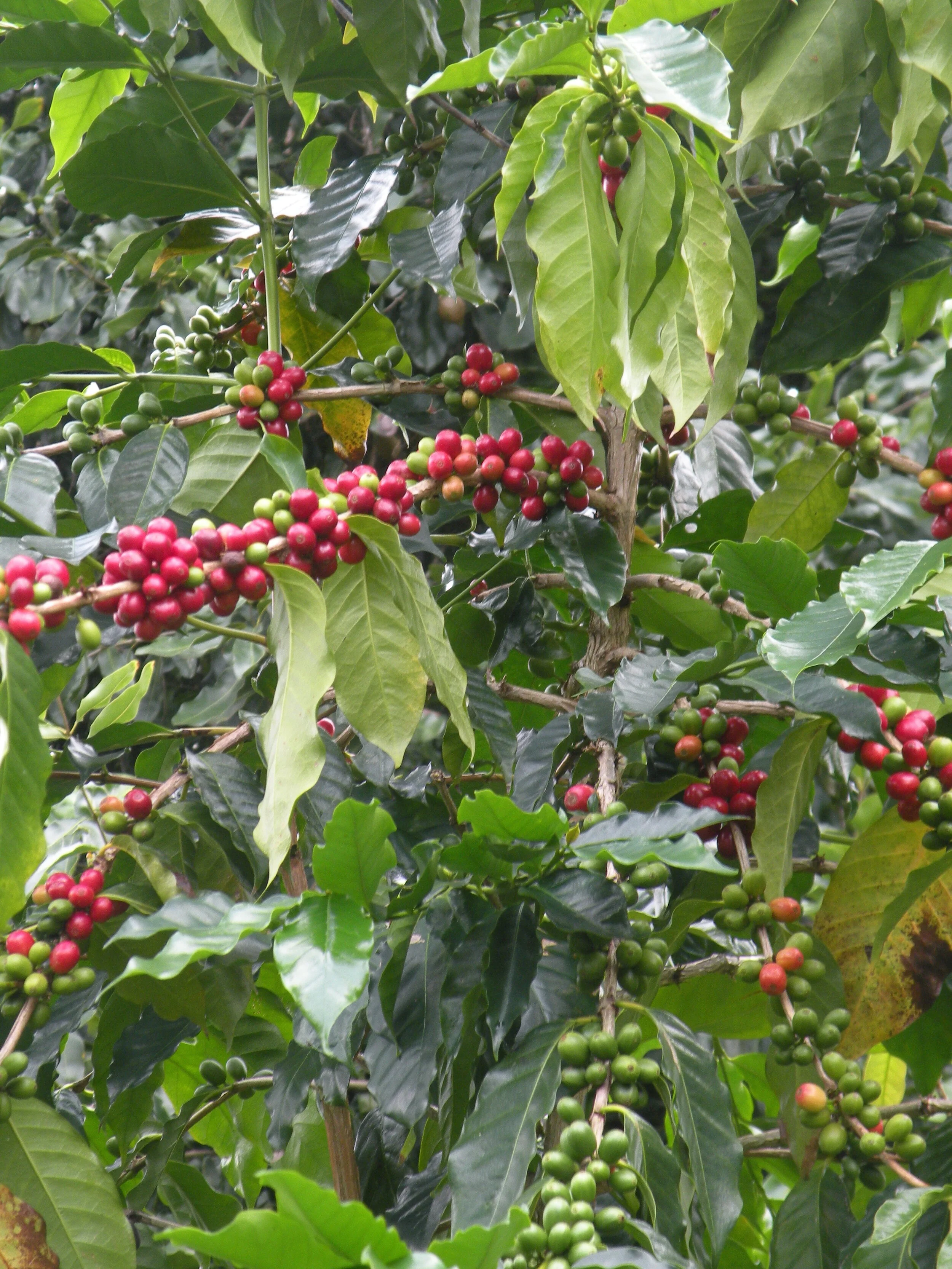 coffee tree.jpg