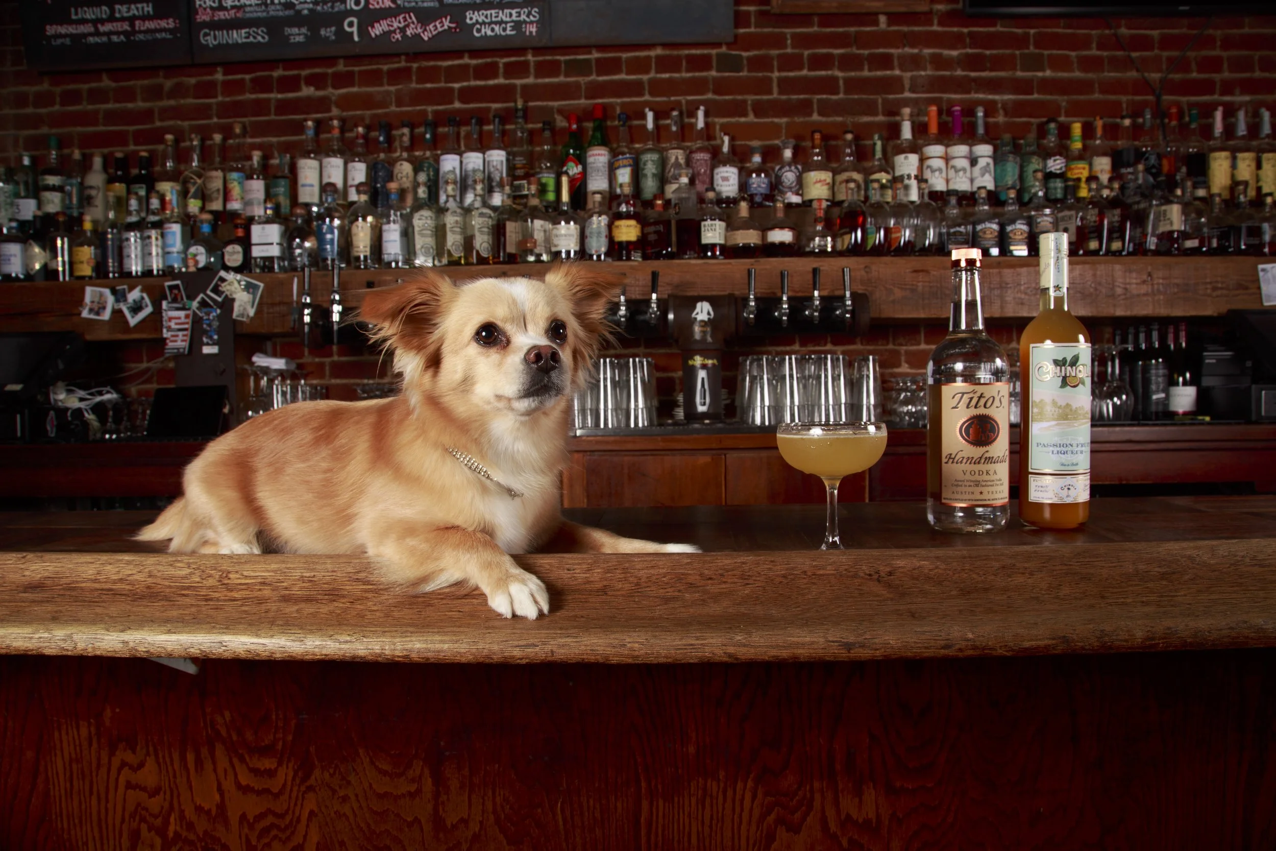 Dog Calendar_Eevee-3542.jpg