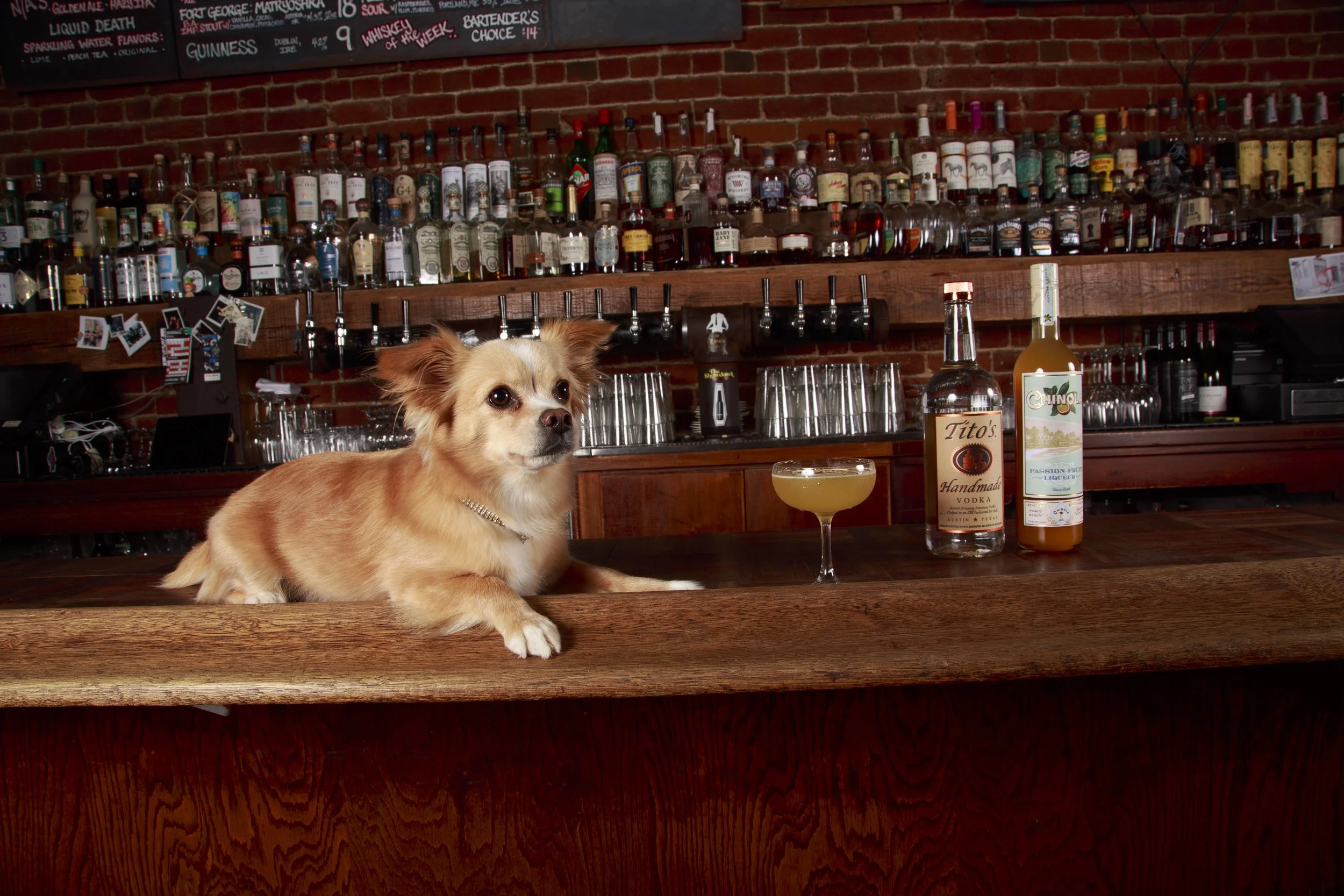 Dog Calendar_Eevee-3541.jpg