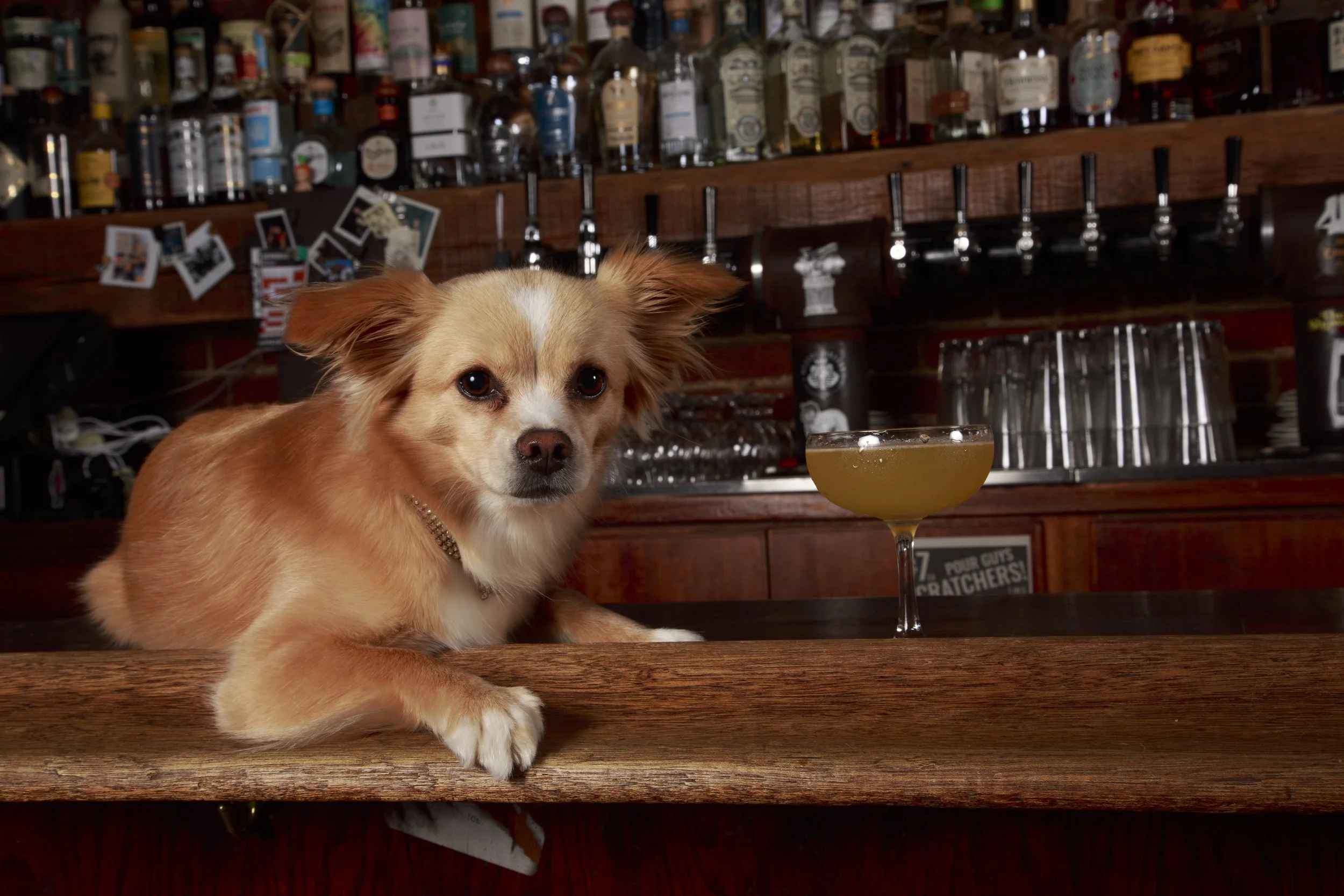 Dog Calendar_Eevee-3553.jpg