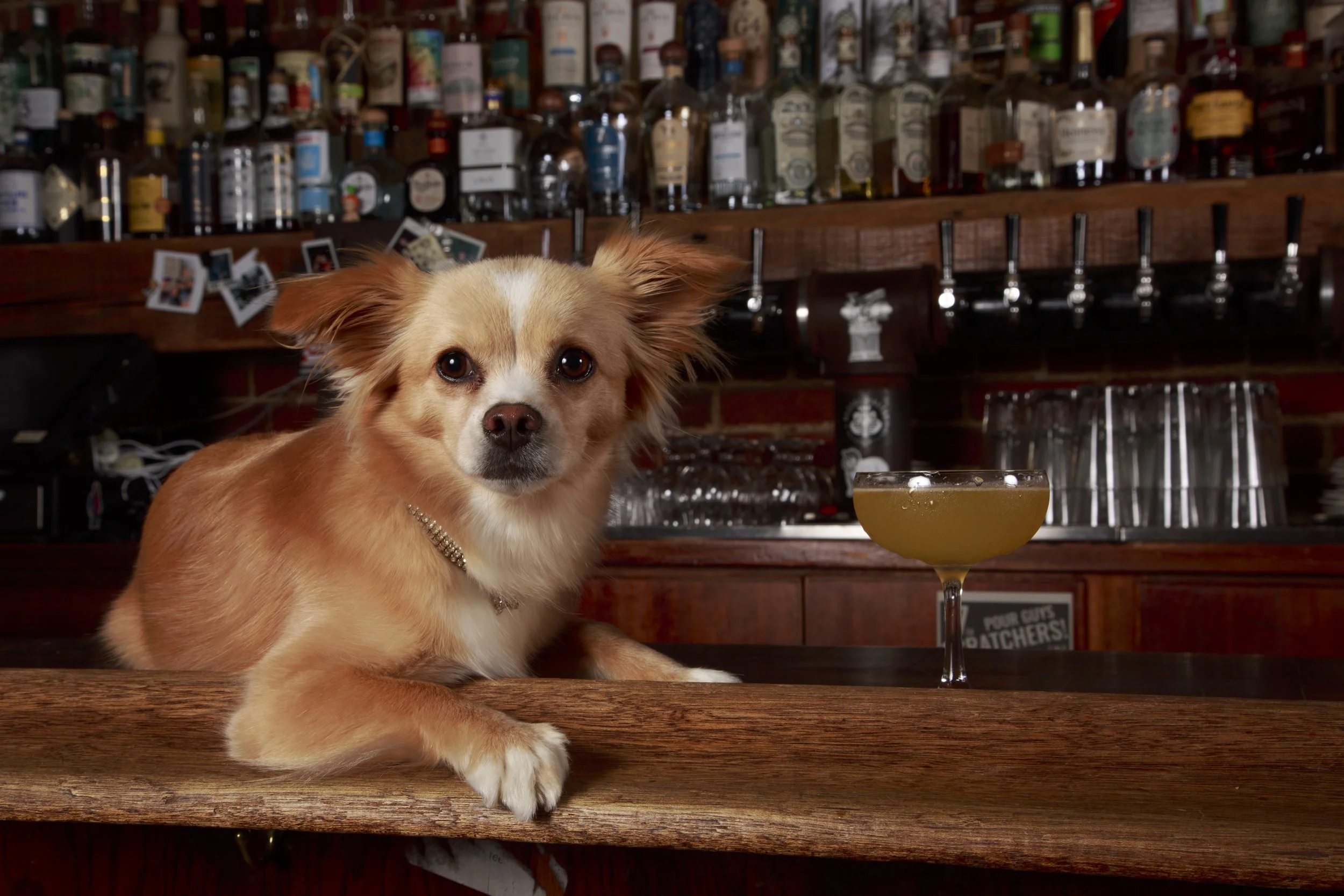 Dog Calendar_Eevee-3556.jpg