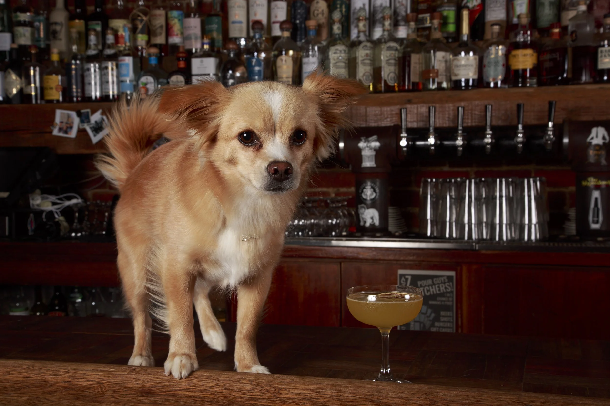 Dog Calendar_Eevee-3558.jpg