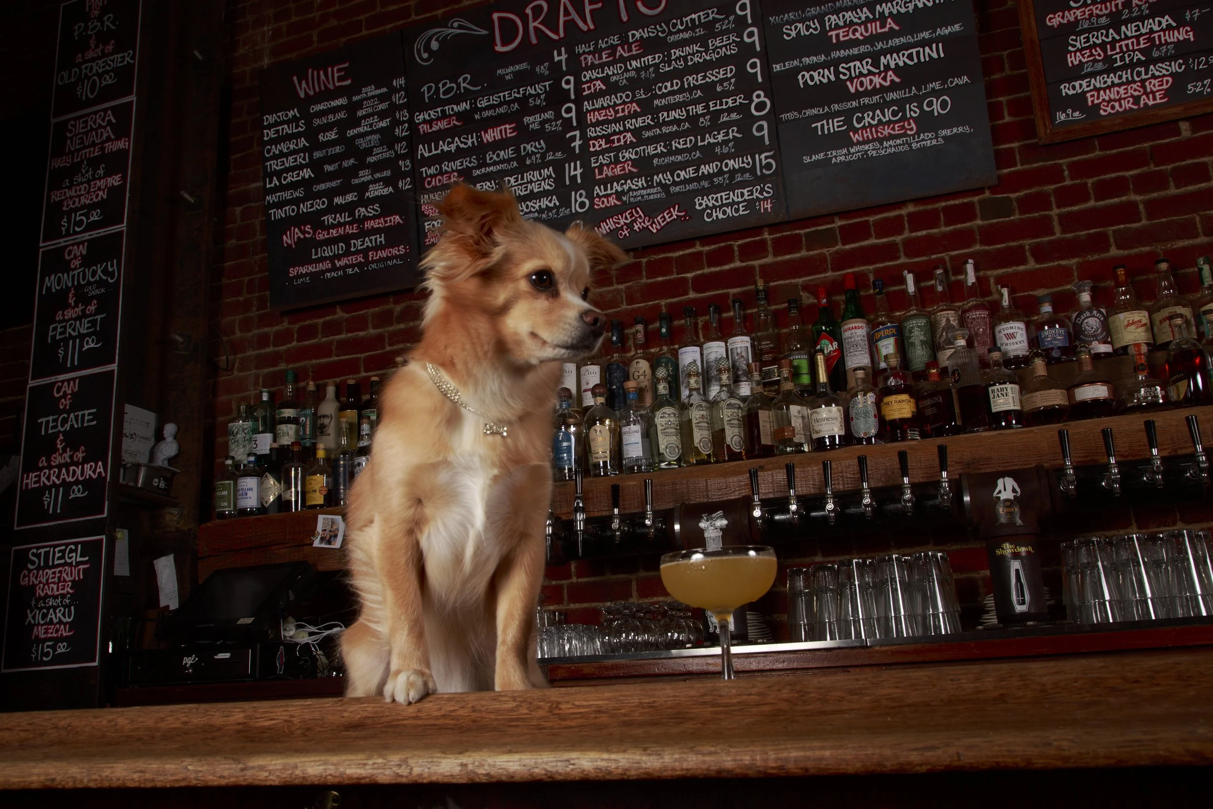 Dog Calendar_Eevee-3559.jpg