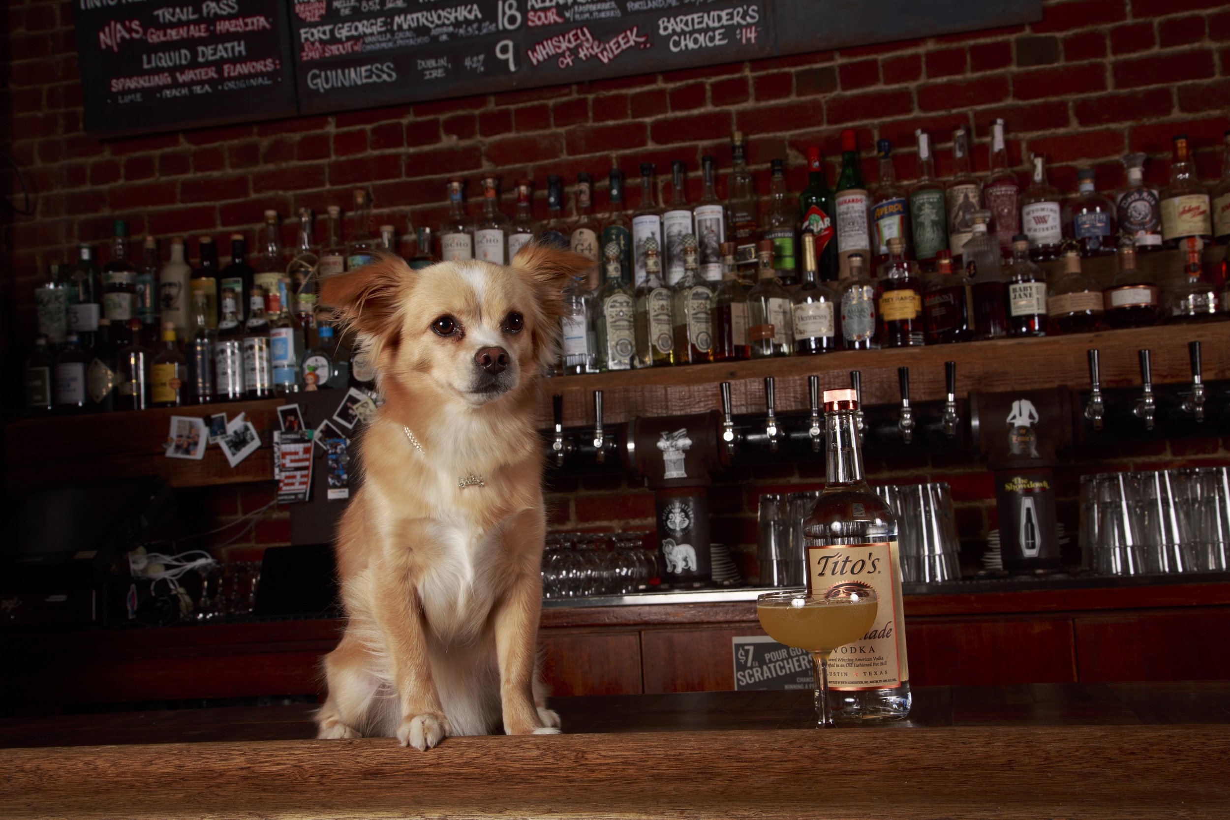 Dog Calendar_Eevee-3564.jpg