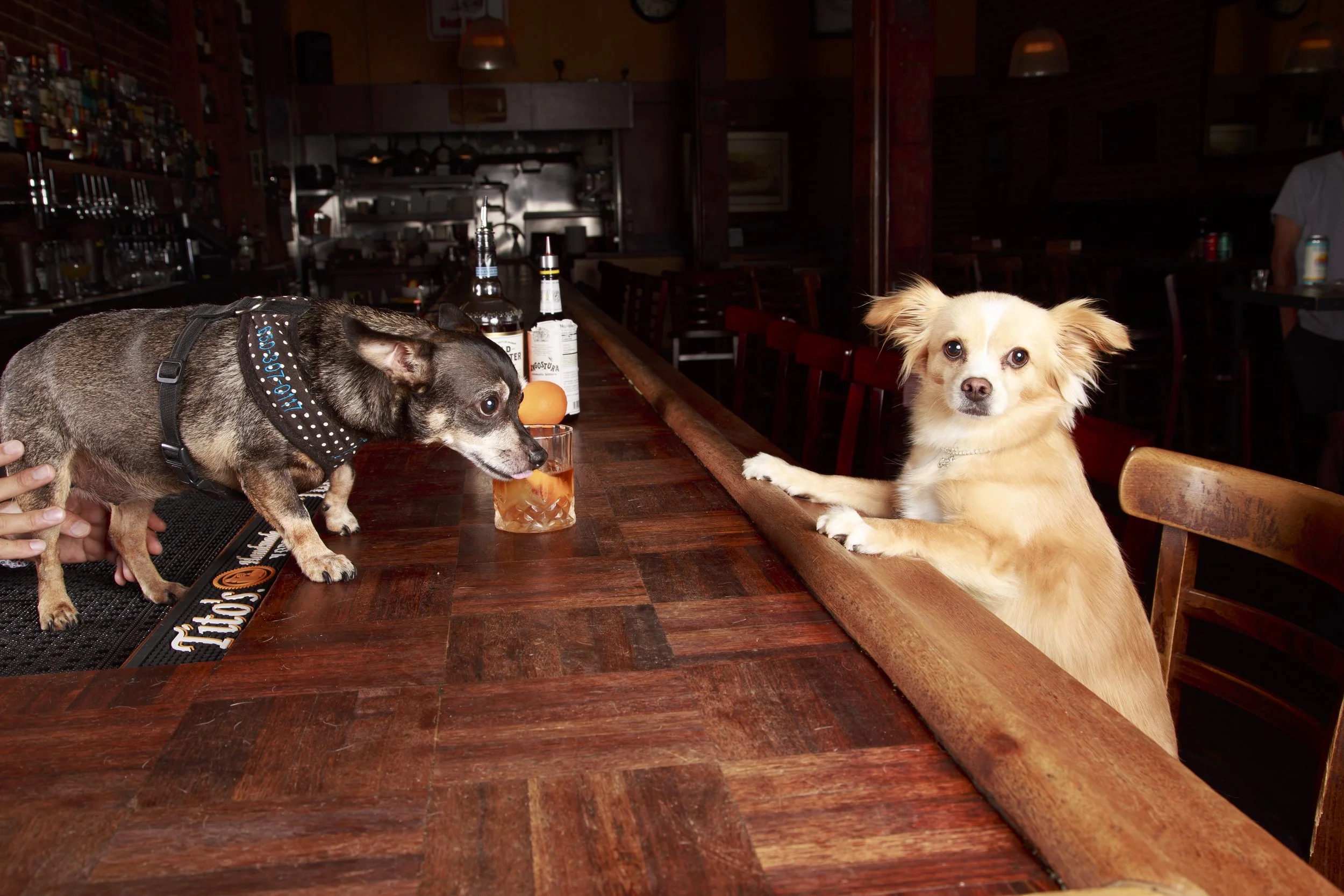 Dog Calendar_Eevee-3597.jpg