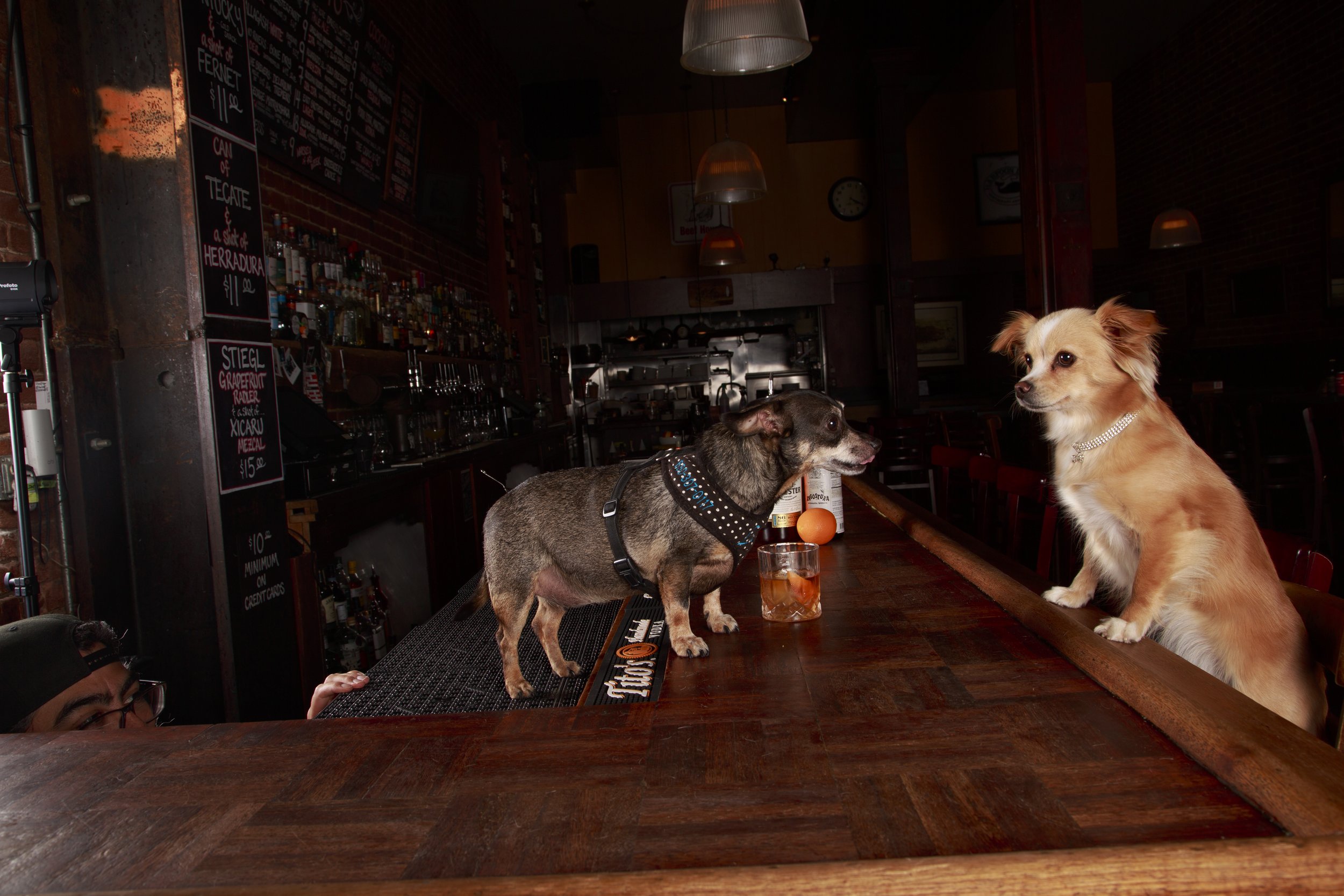 Dog Calendar_Eevee-3602.jpg