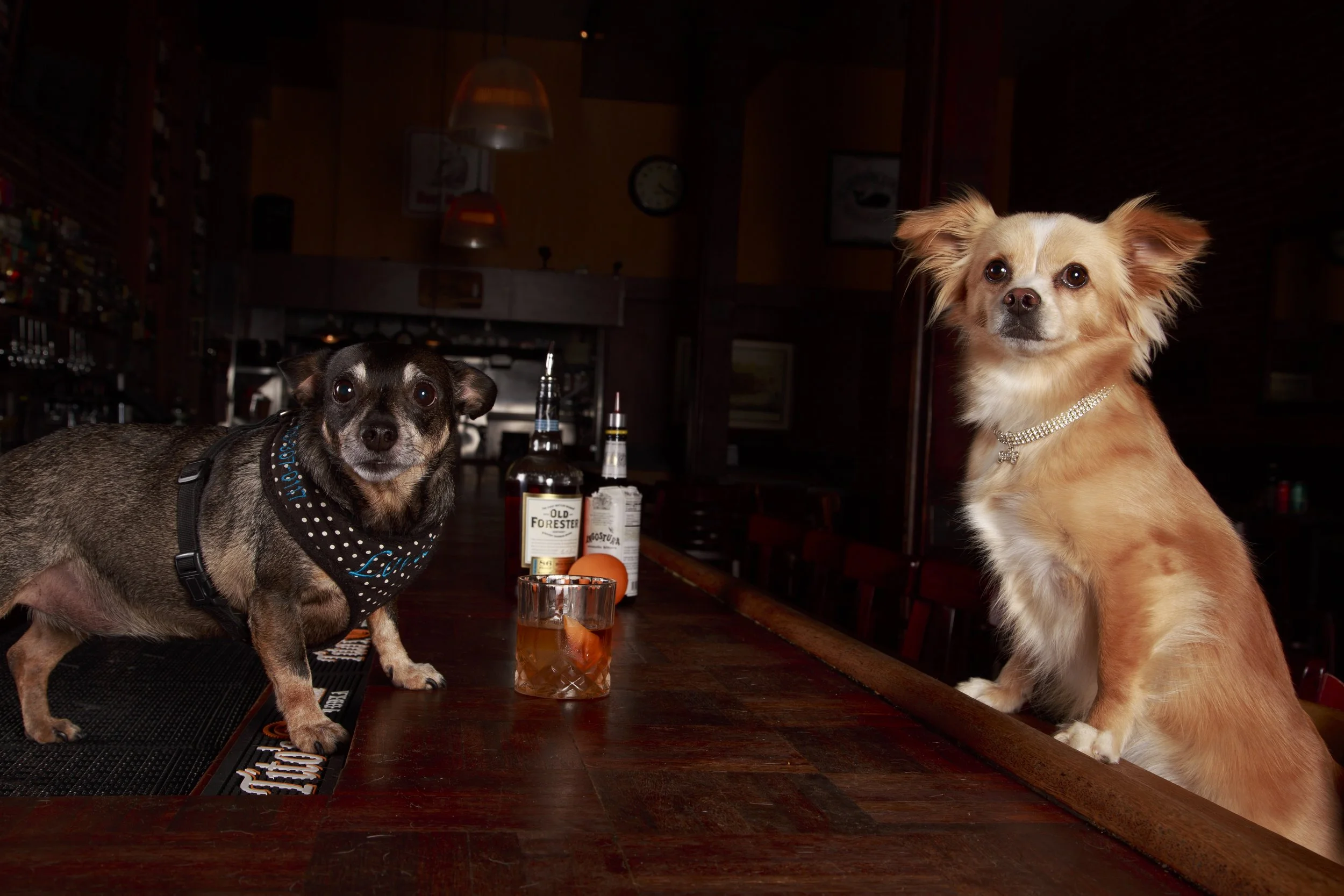 Dog Calendar_Eevee-3607.jpg