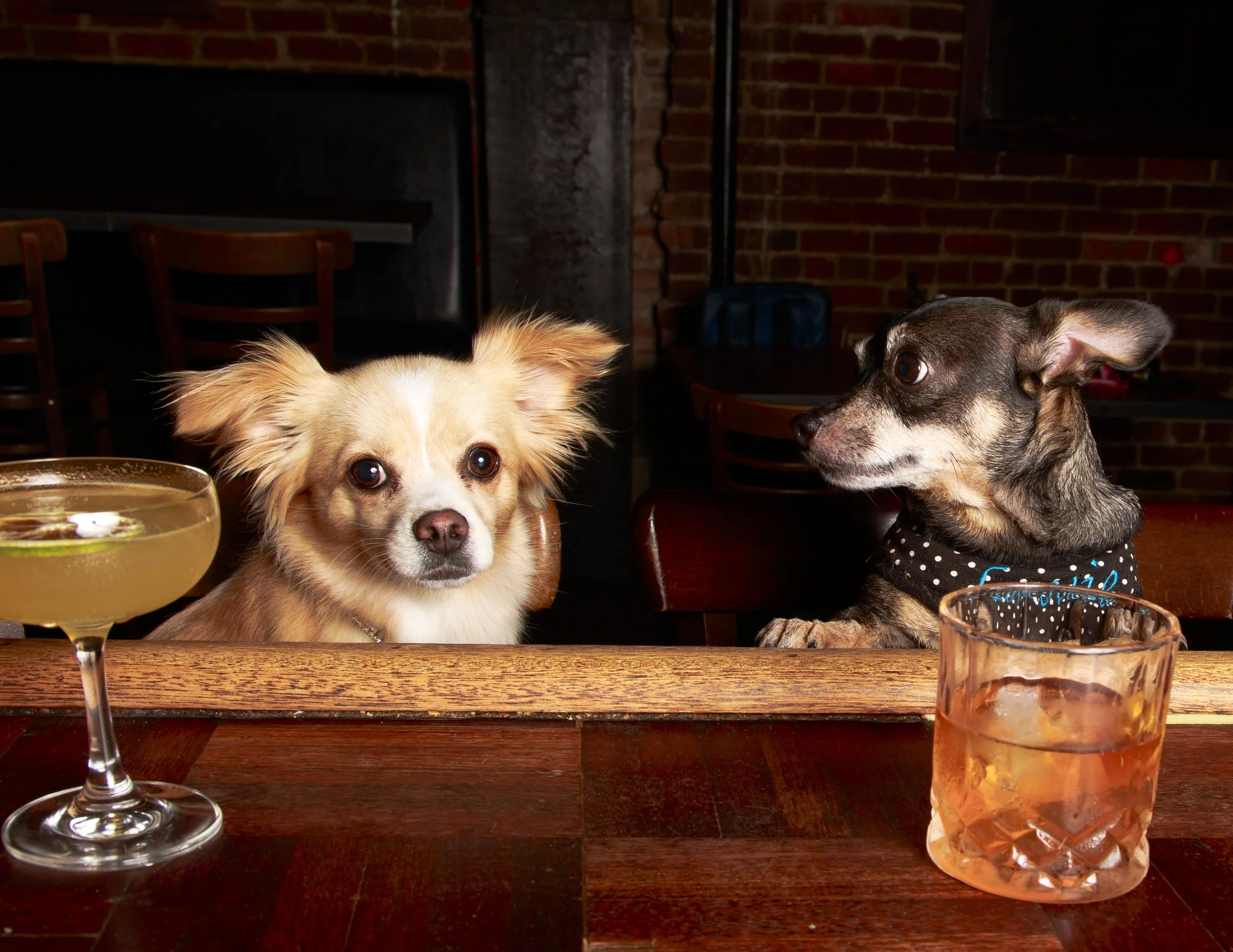 Dog Calendar_Eevee-3626.jpg