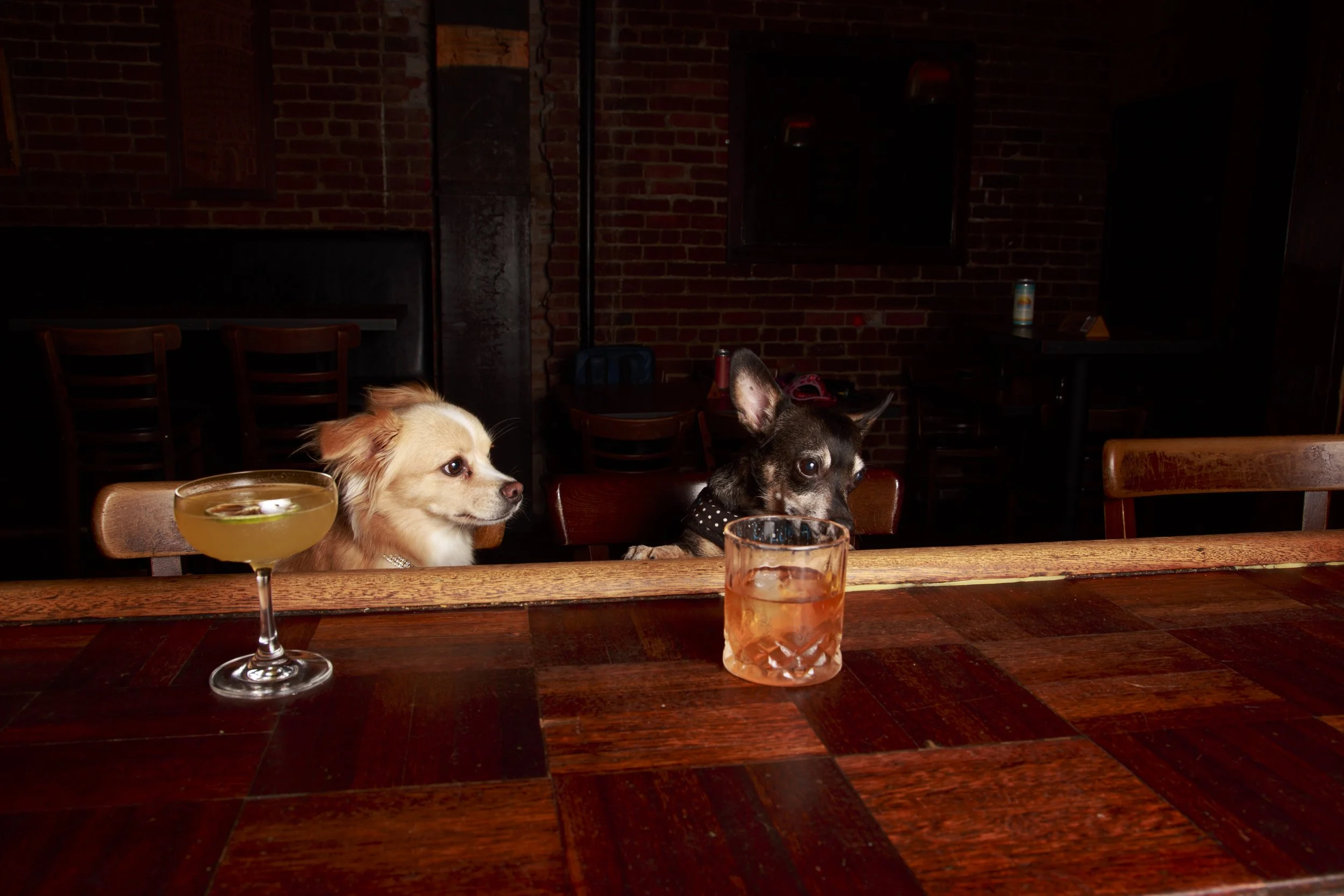 Dog Calendar_Eevee-3631.jpg