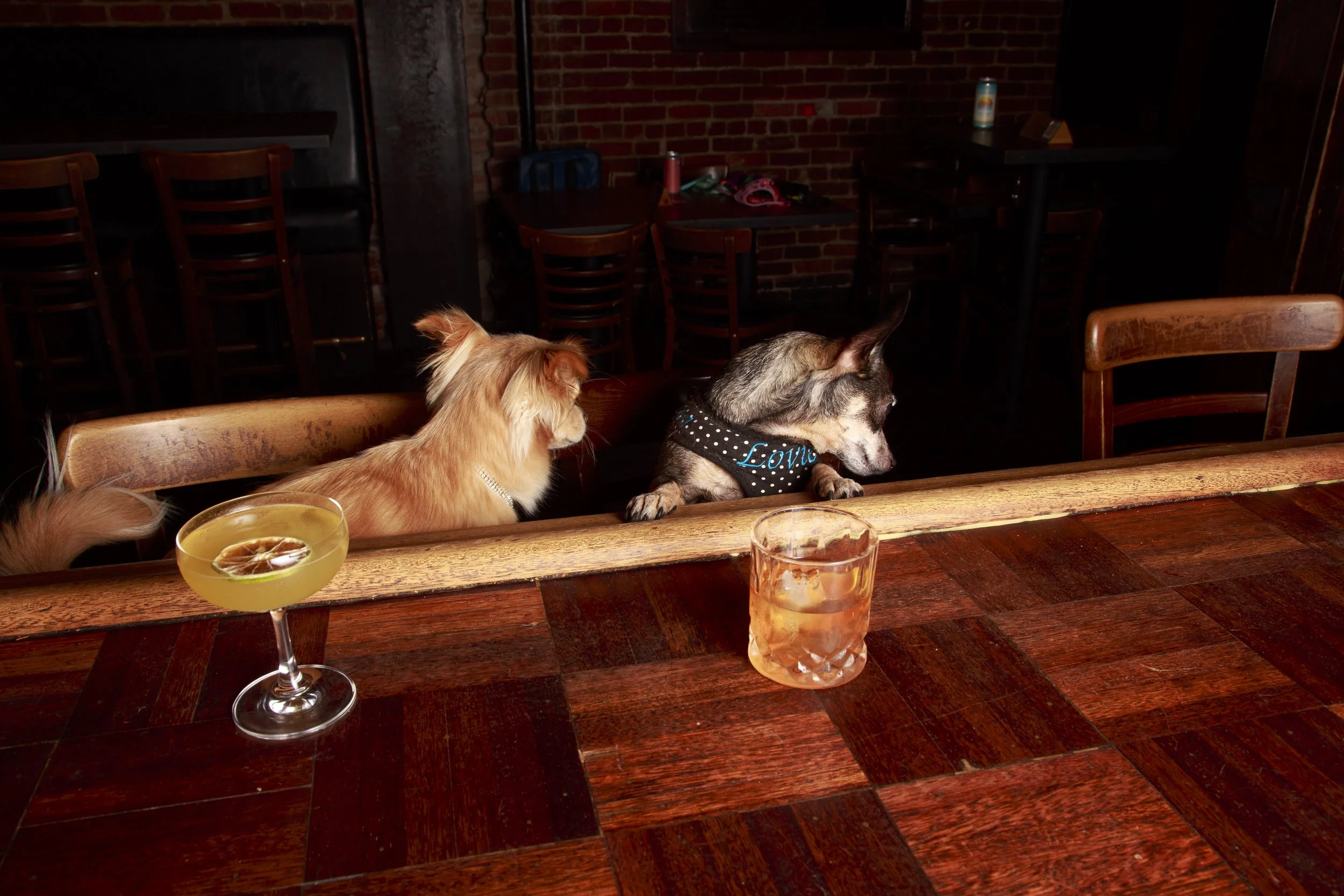 Dog Calendar_Eevee-3632.jpg