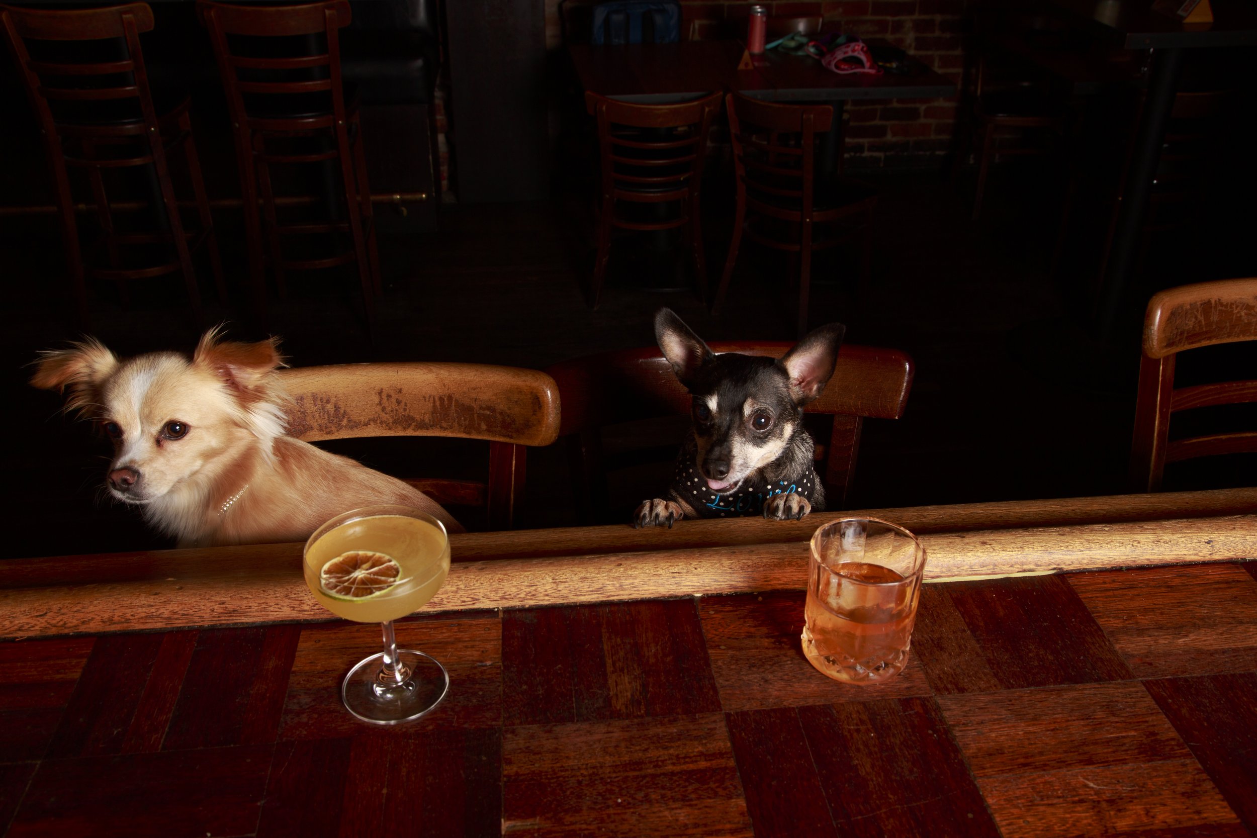 Dog Calendar_Eevee-3639.jpg