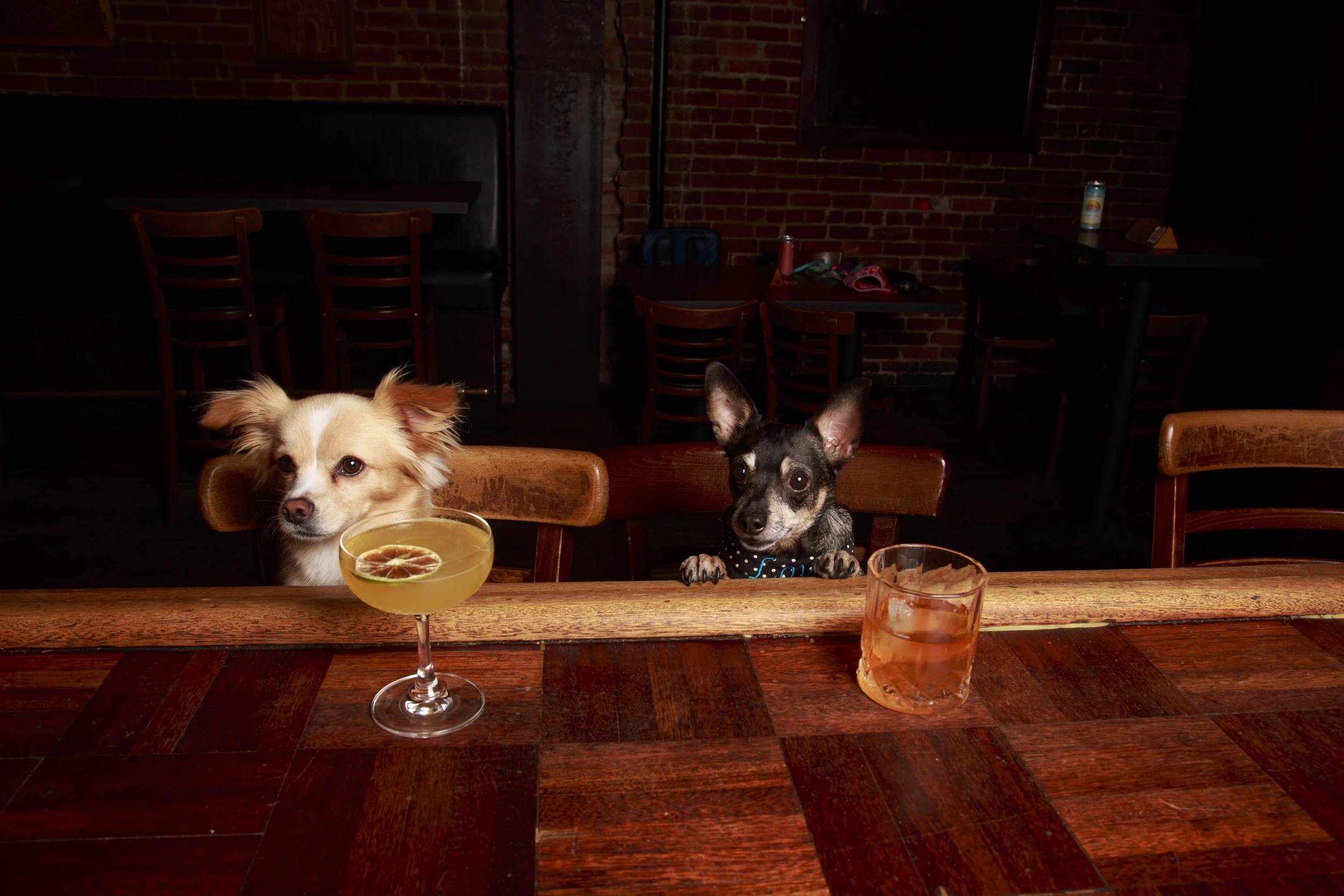 Dog Calendar_Eevee-3643.jpg