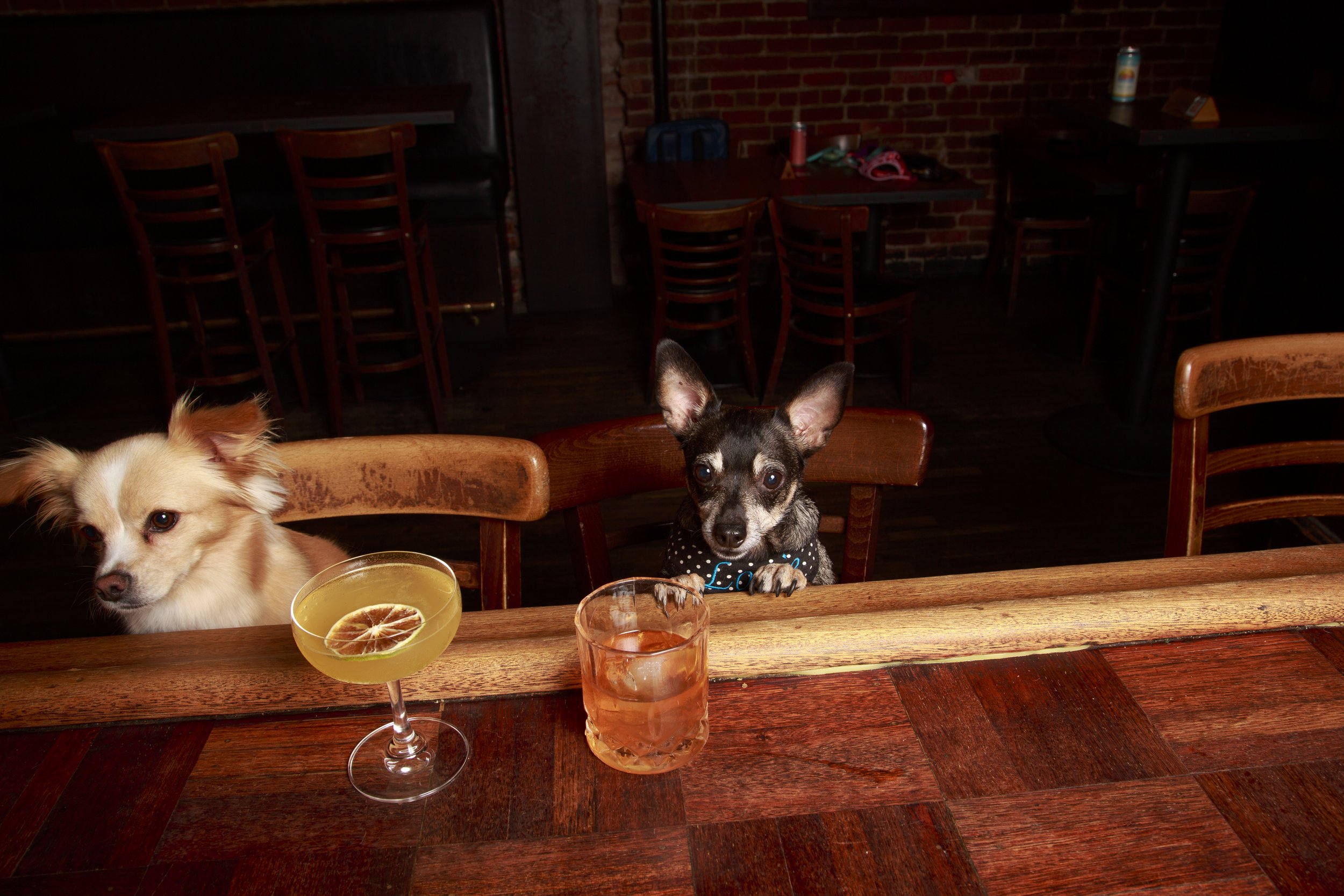 Dog Calendar_Eevee-3648.jpg