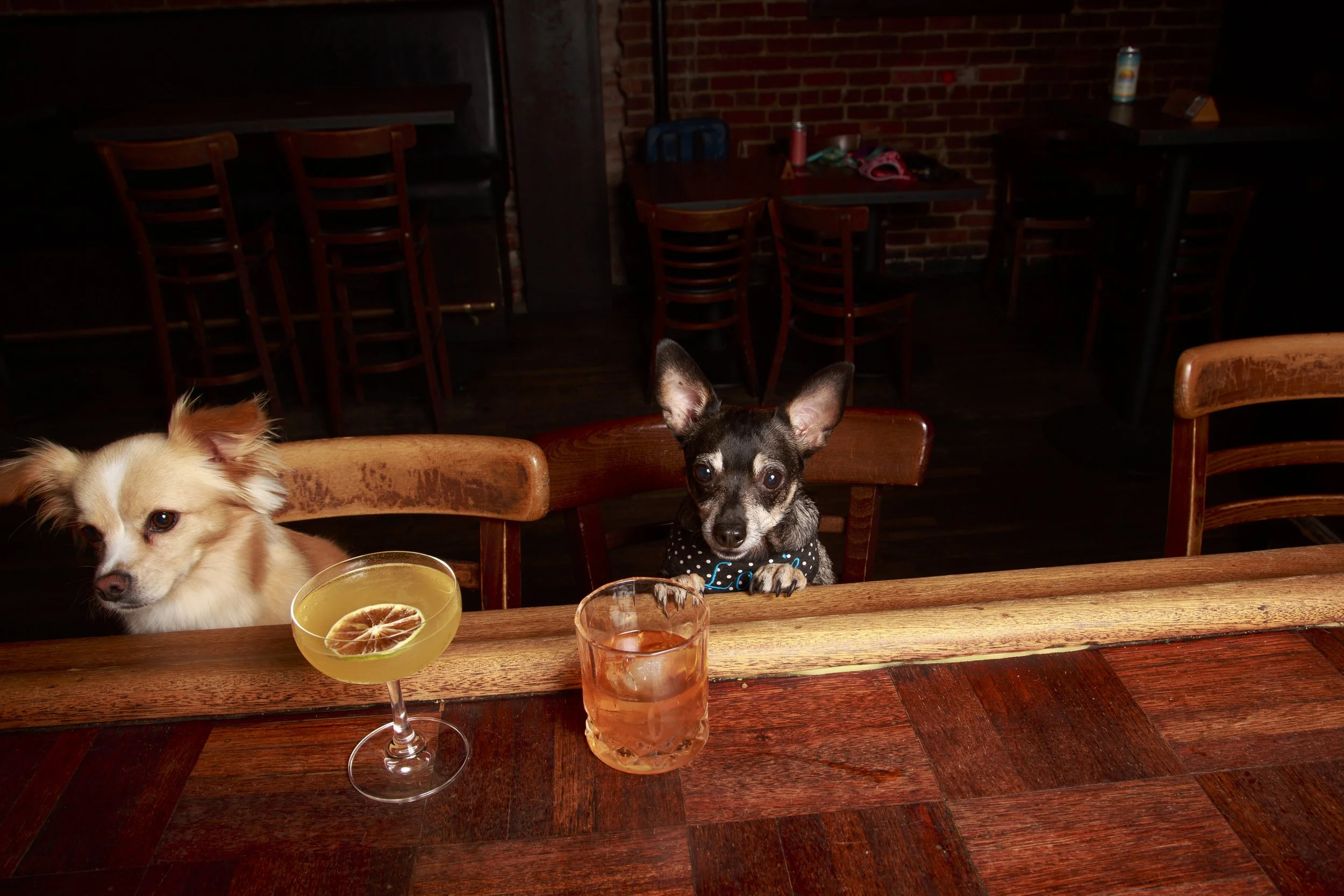 Dog Calendar_Eevee-3648.jpg