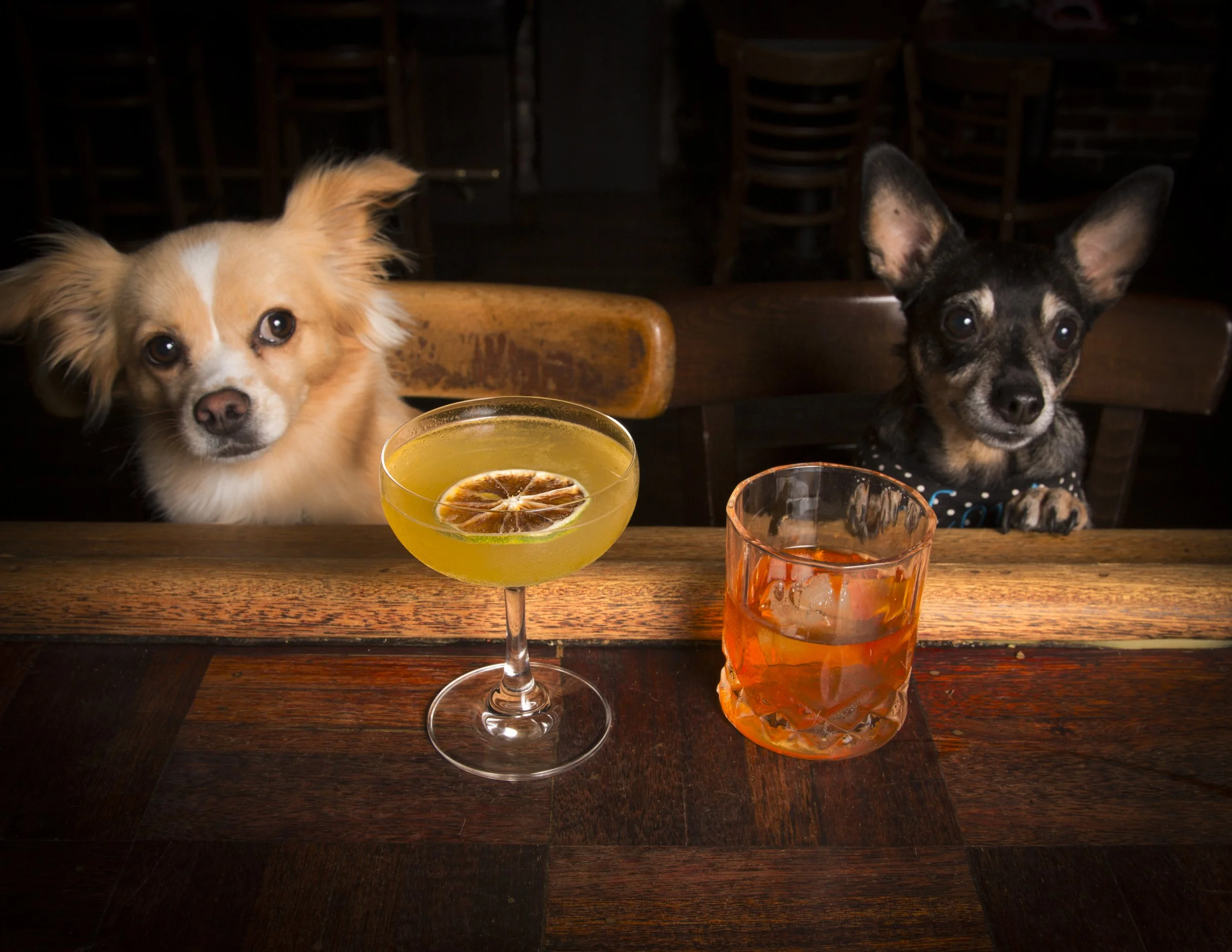 Dog Calendar_Eevee-3652.jpg