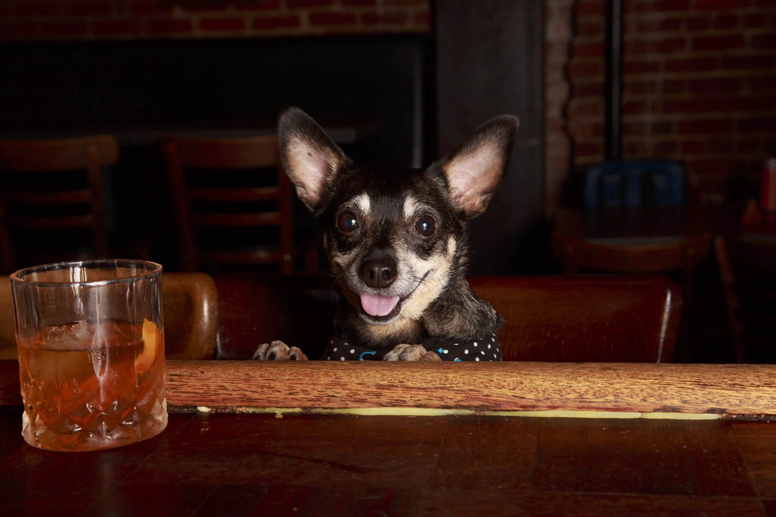 Dog Calendar_Eevee-3657.jpg