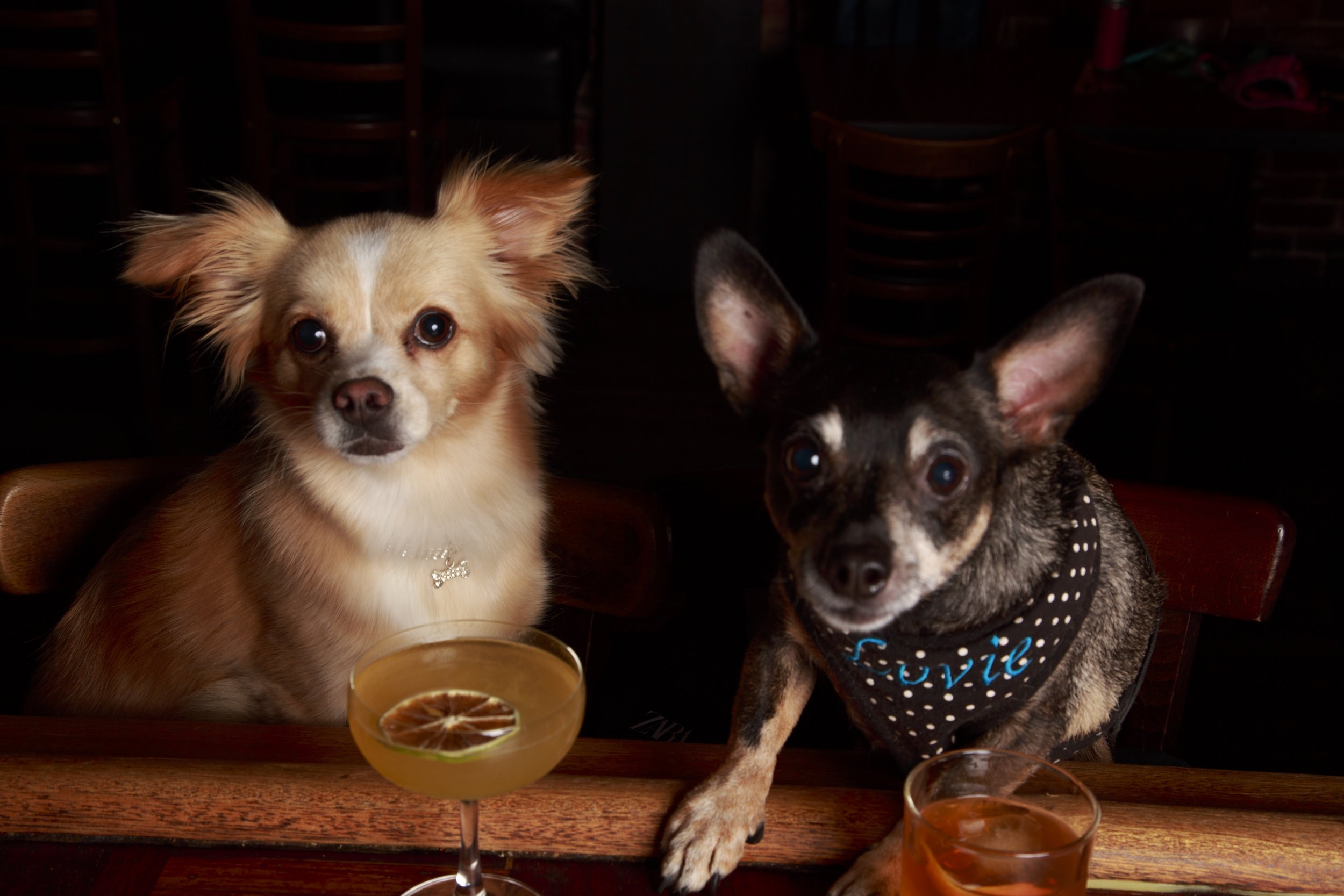 Dog Calendar_Eevee-3658.jpg