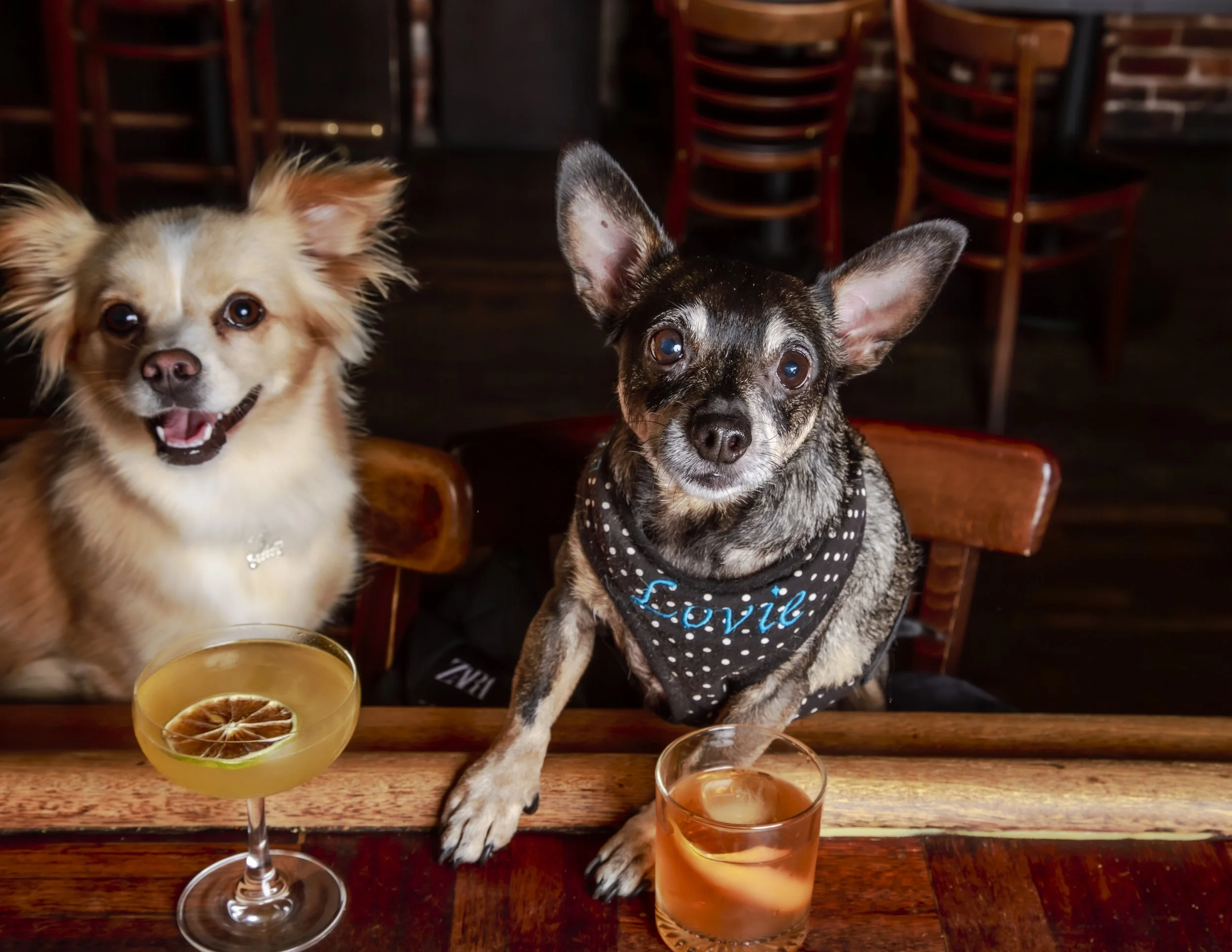 Dog Calendar_Eevee-3659.jpg