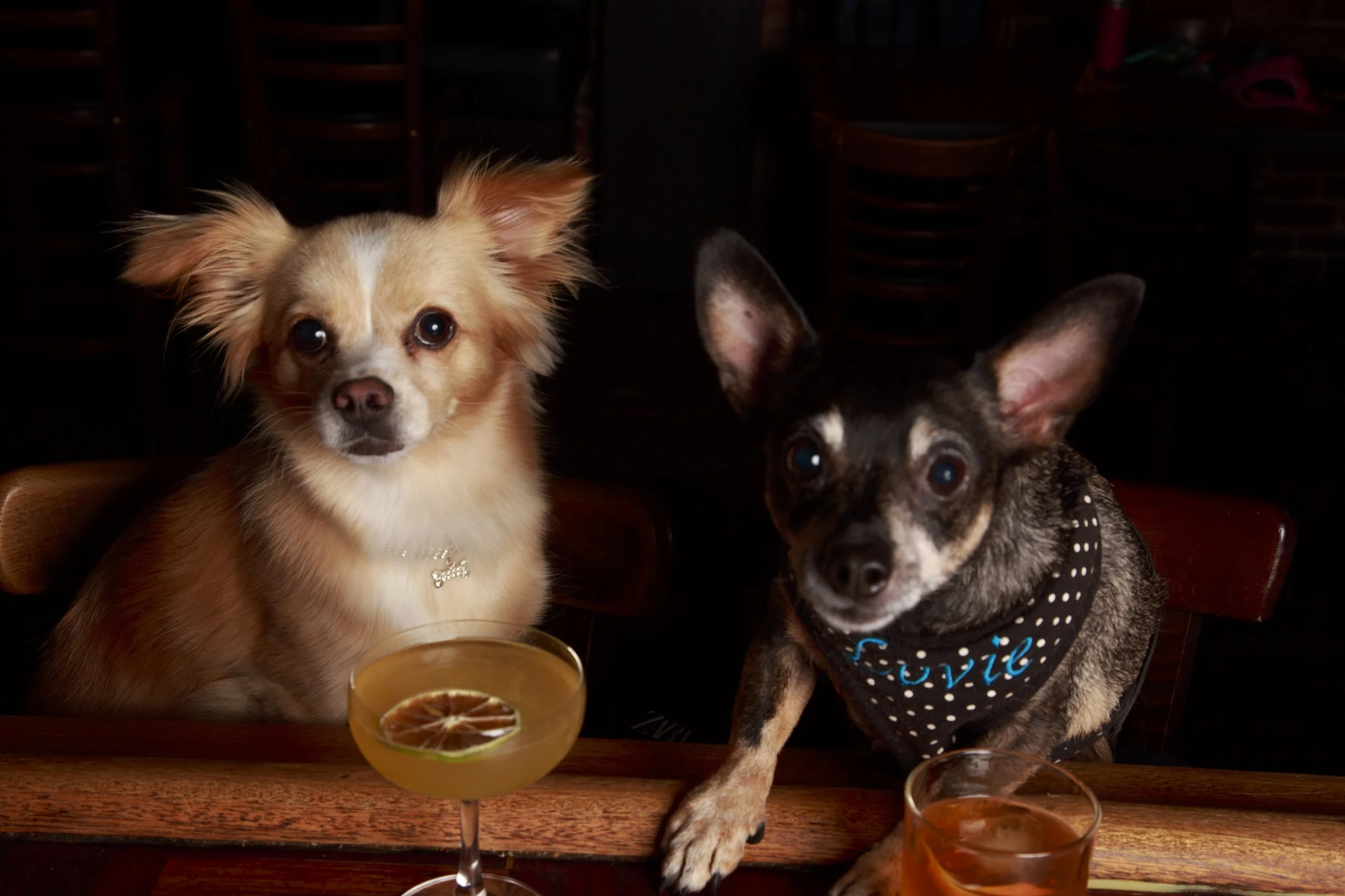 Dog Calendar_Eevee-3658.jpg