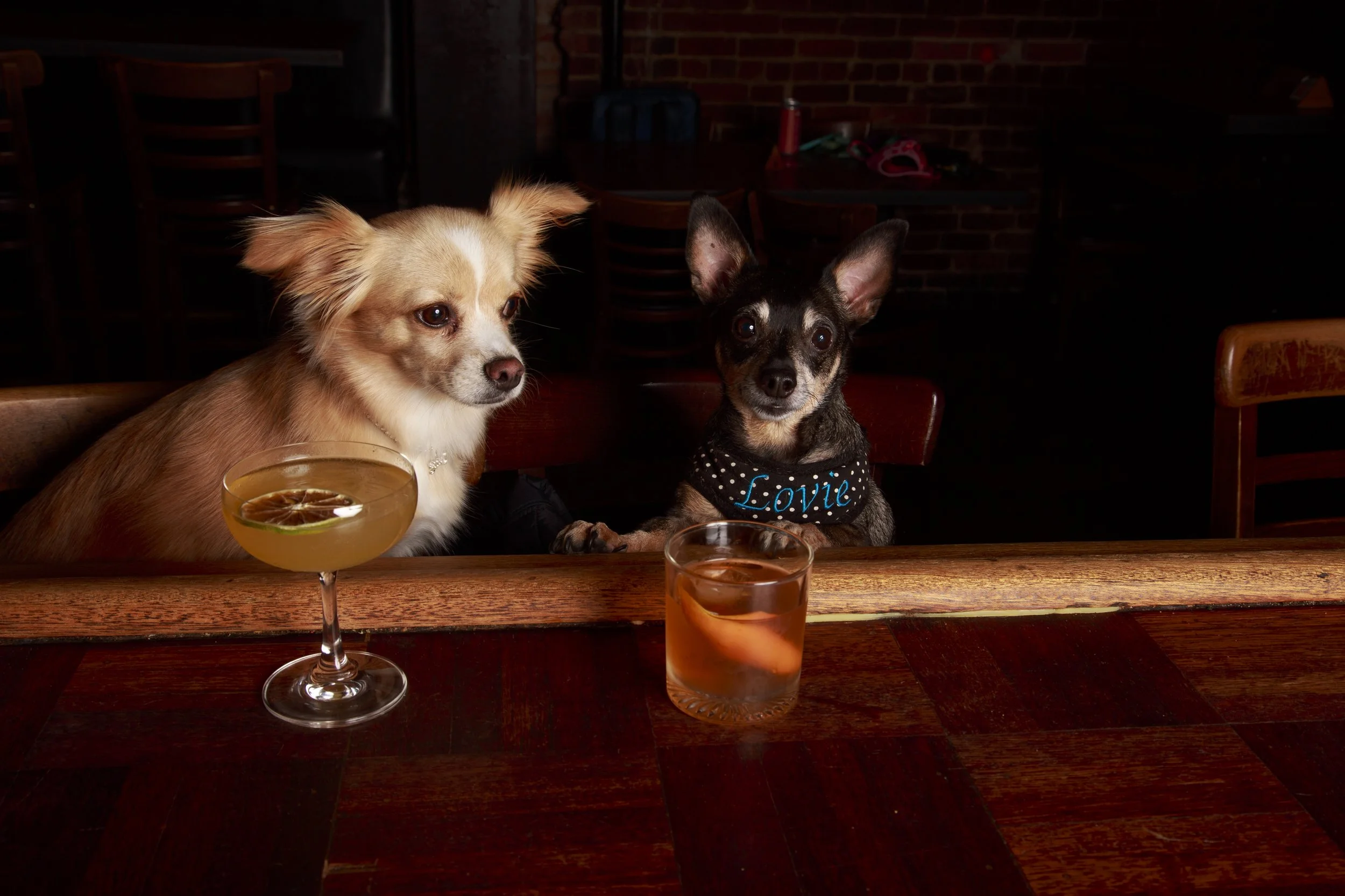 Dog Calendar_Eevee-3685.jpg