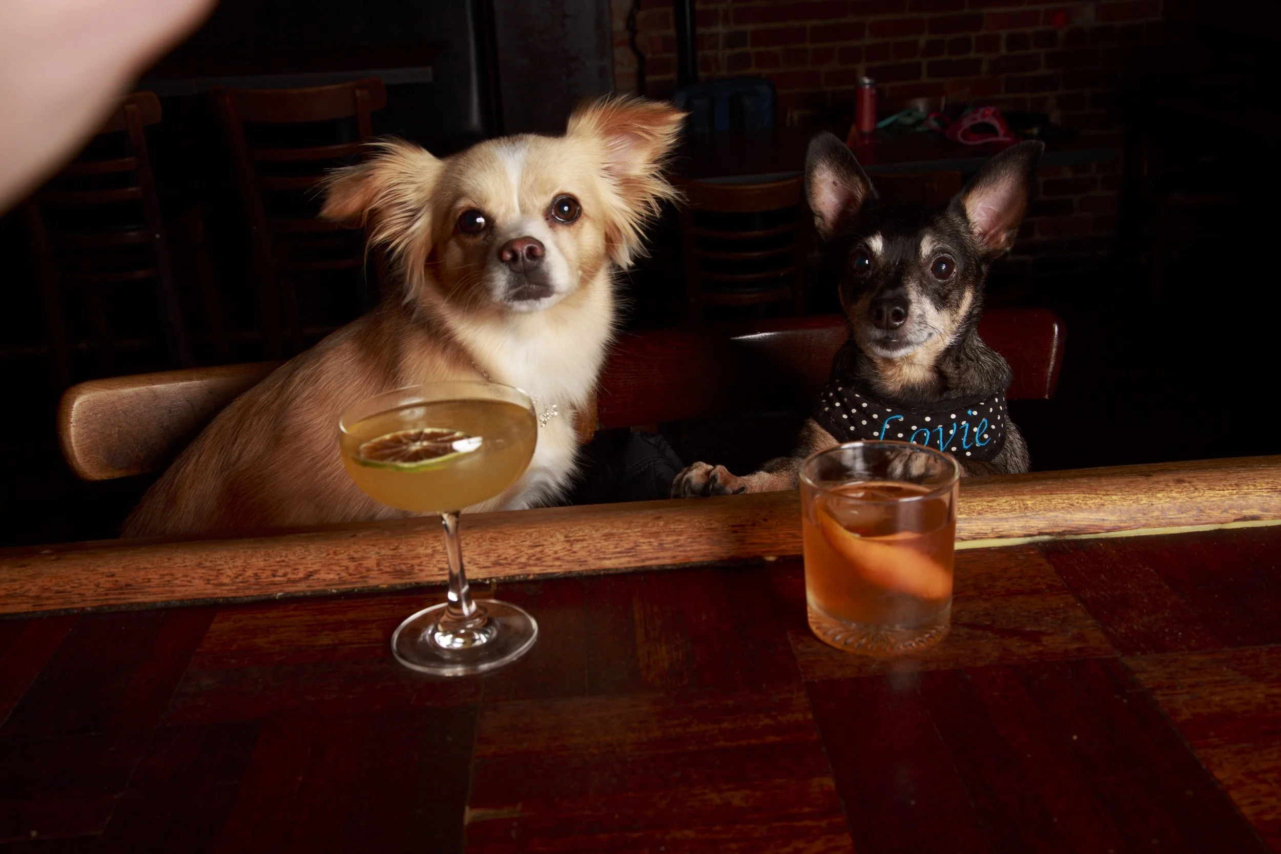 Dog Calendar_Eevee-3687.jpg