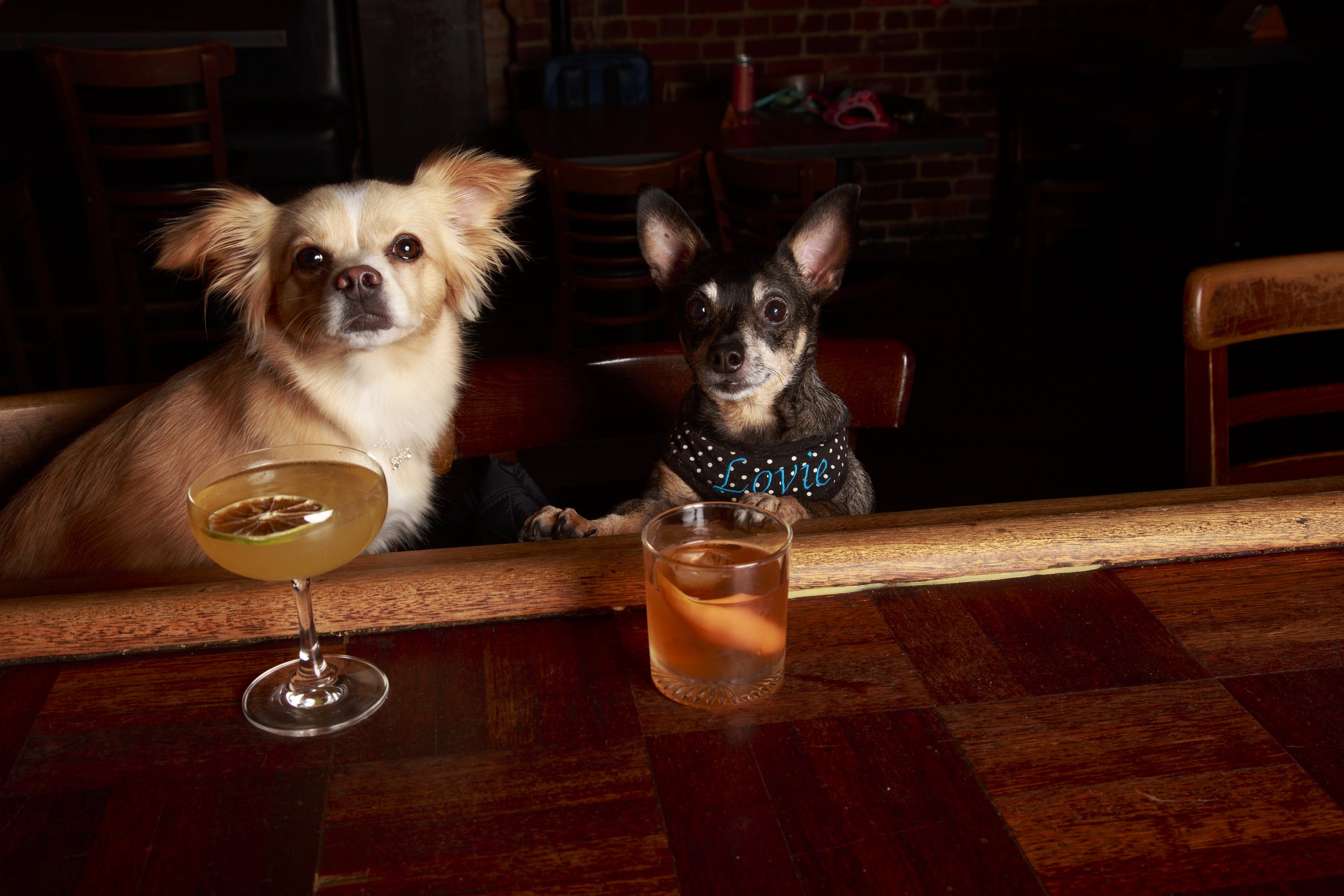 Dog Calendar_Eevee-3688.jpg