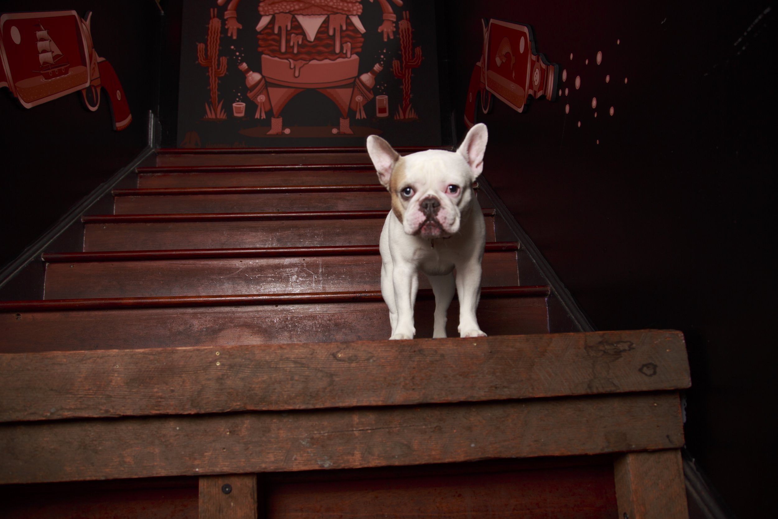 Dog Calendar_Laura_showdown-4485.jpg