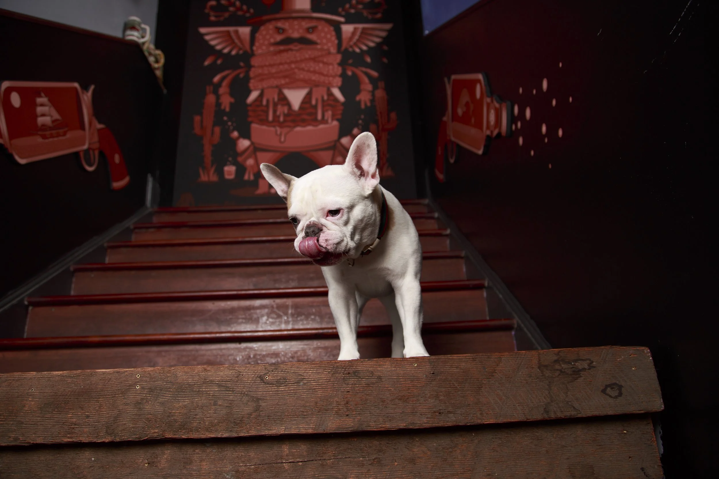 Dog Calendar_Laura_showdown-4486.jpg